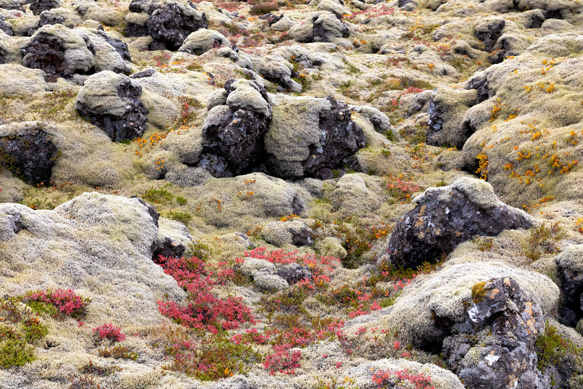 Moss and lichen covered lava field