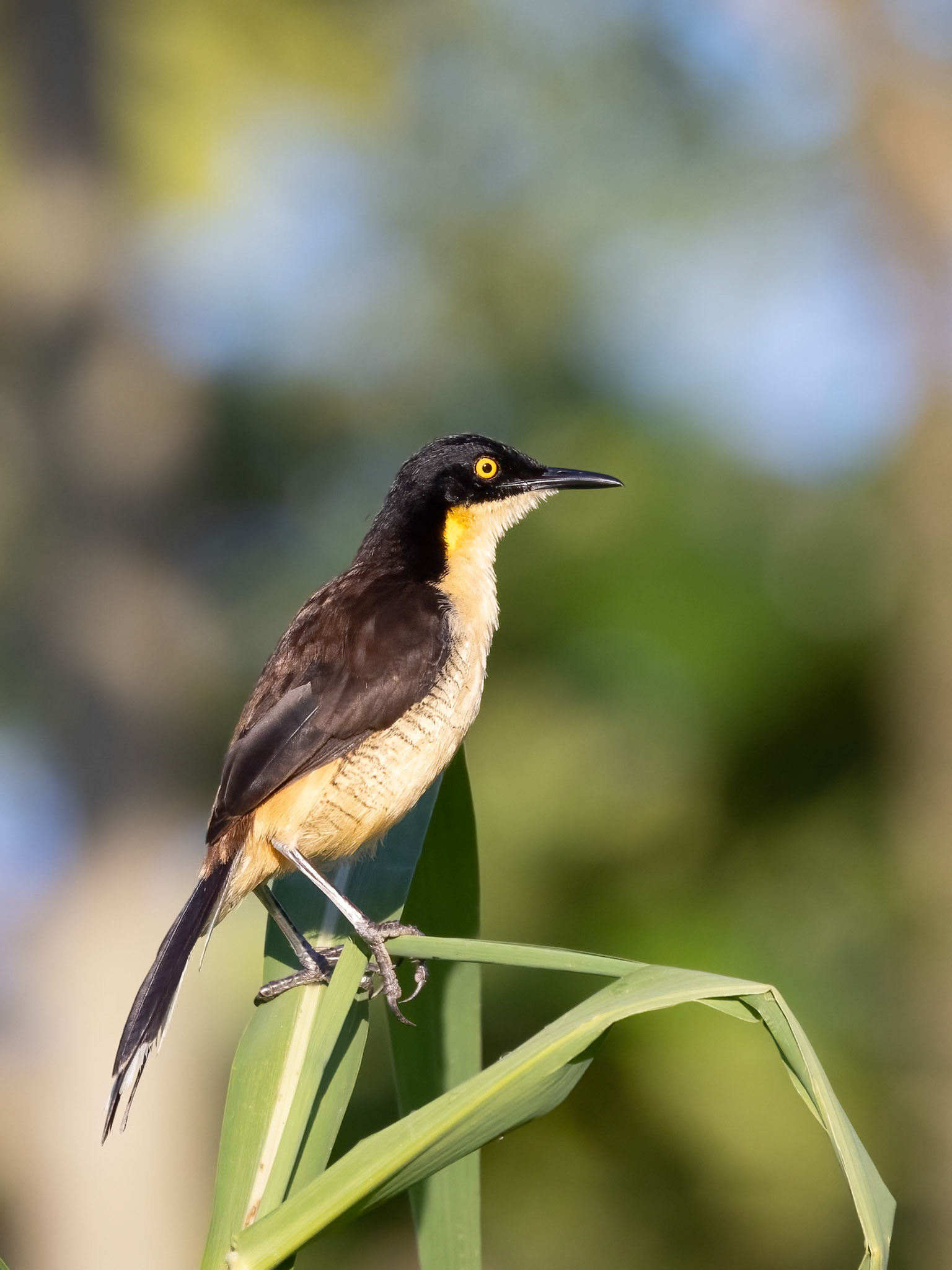 Black-capped Donacobius