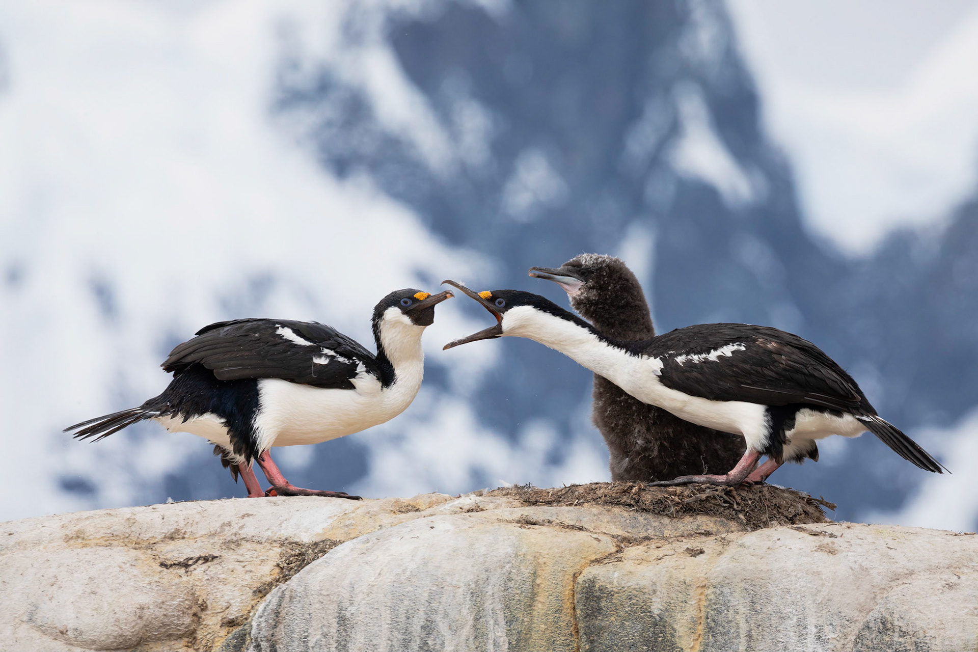 Antarctic Blue-eyed Shags