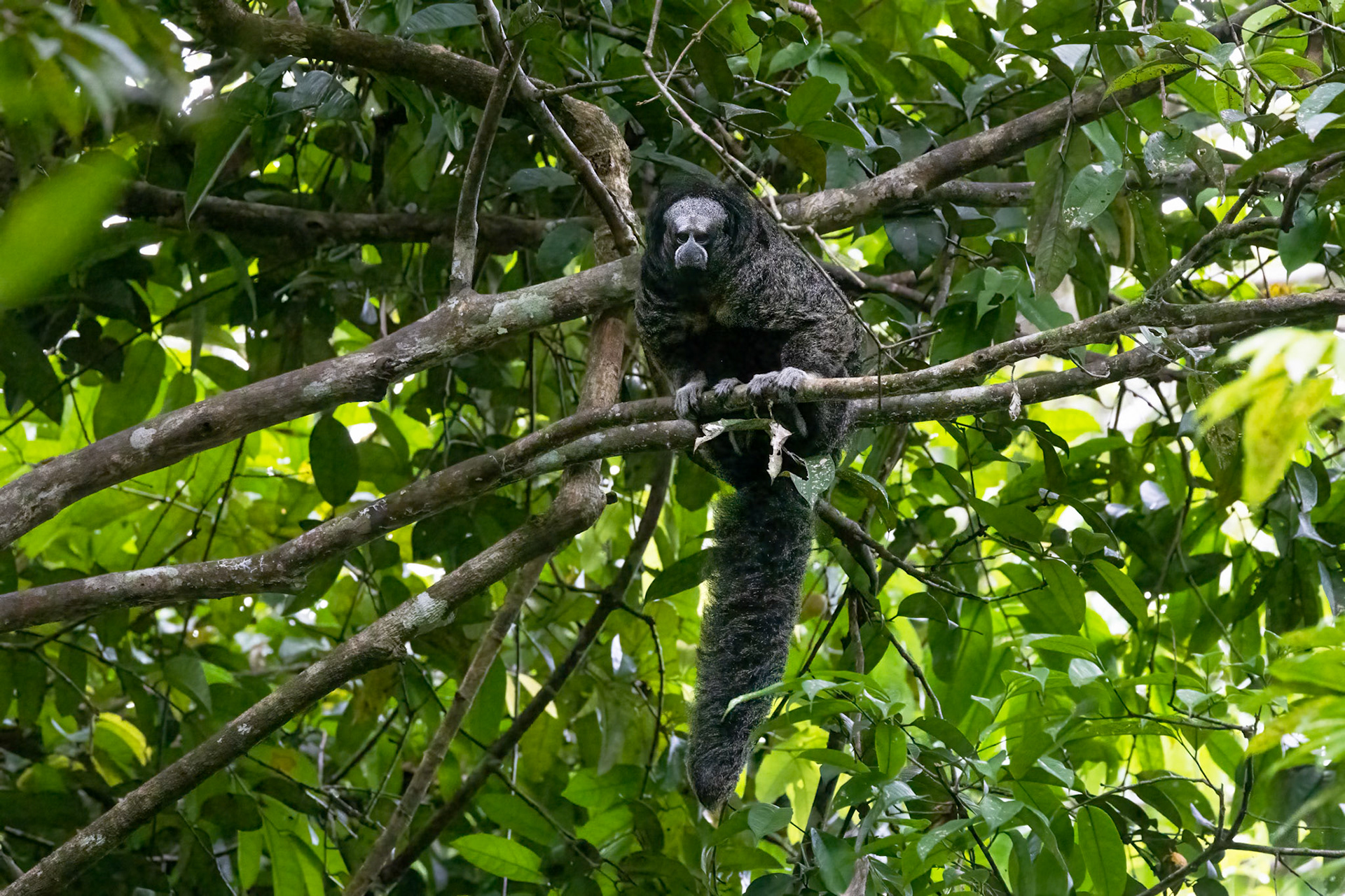 Monk Saki Monkey