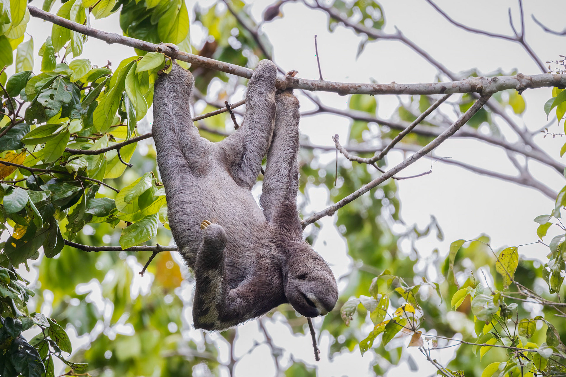 Brown-throated Sloth