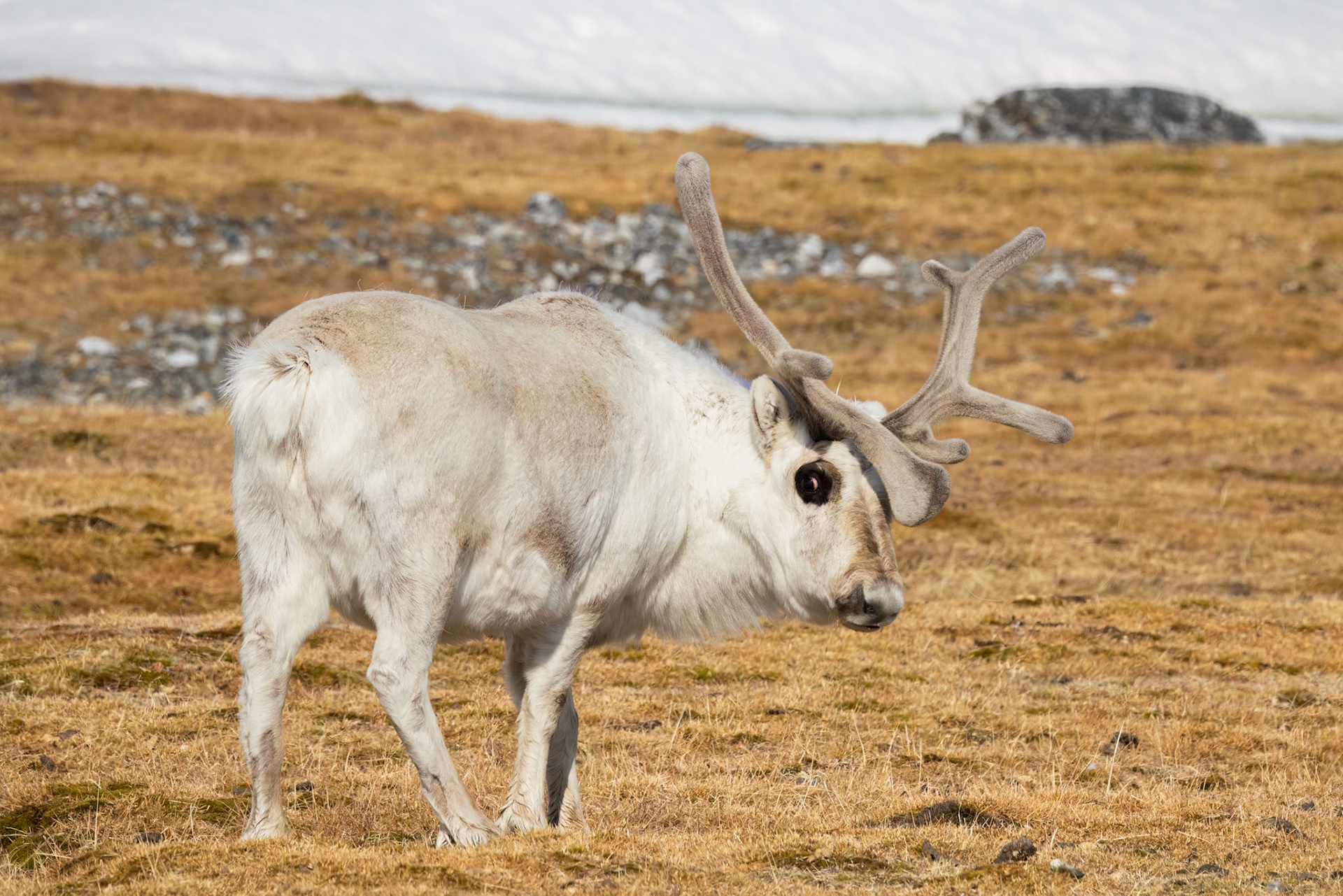 Svalbard Reindeer