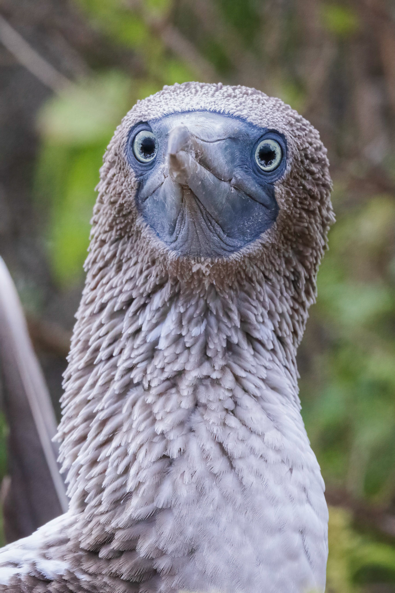Blue-footed Booby
