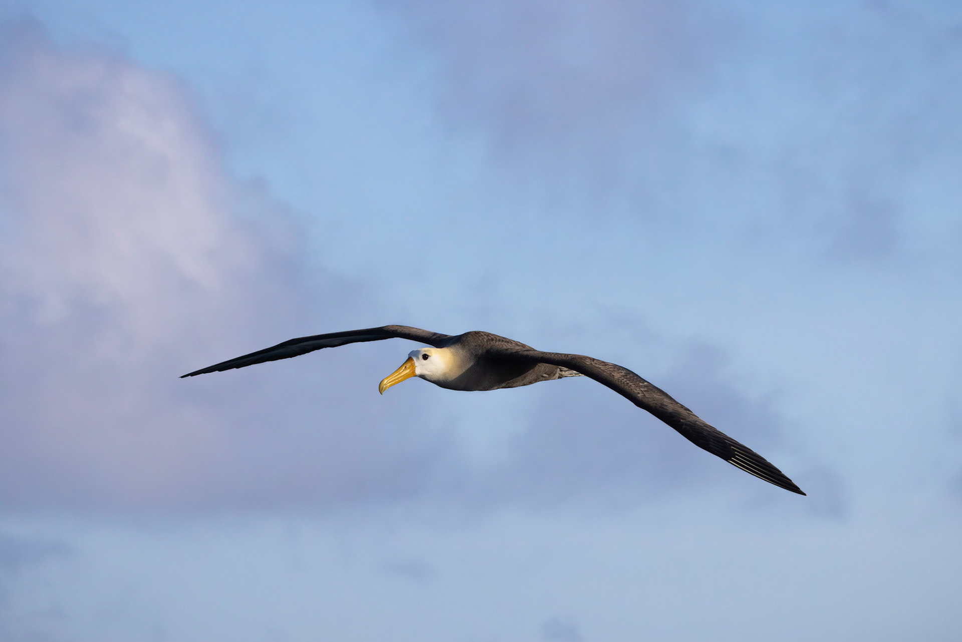 Waved Albatross
