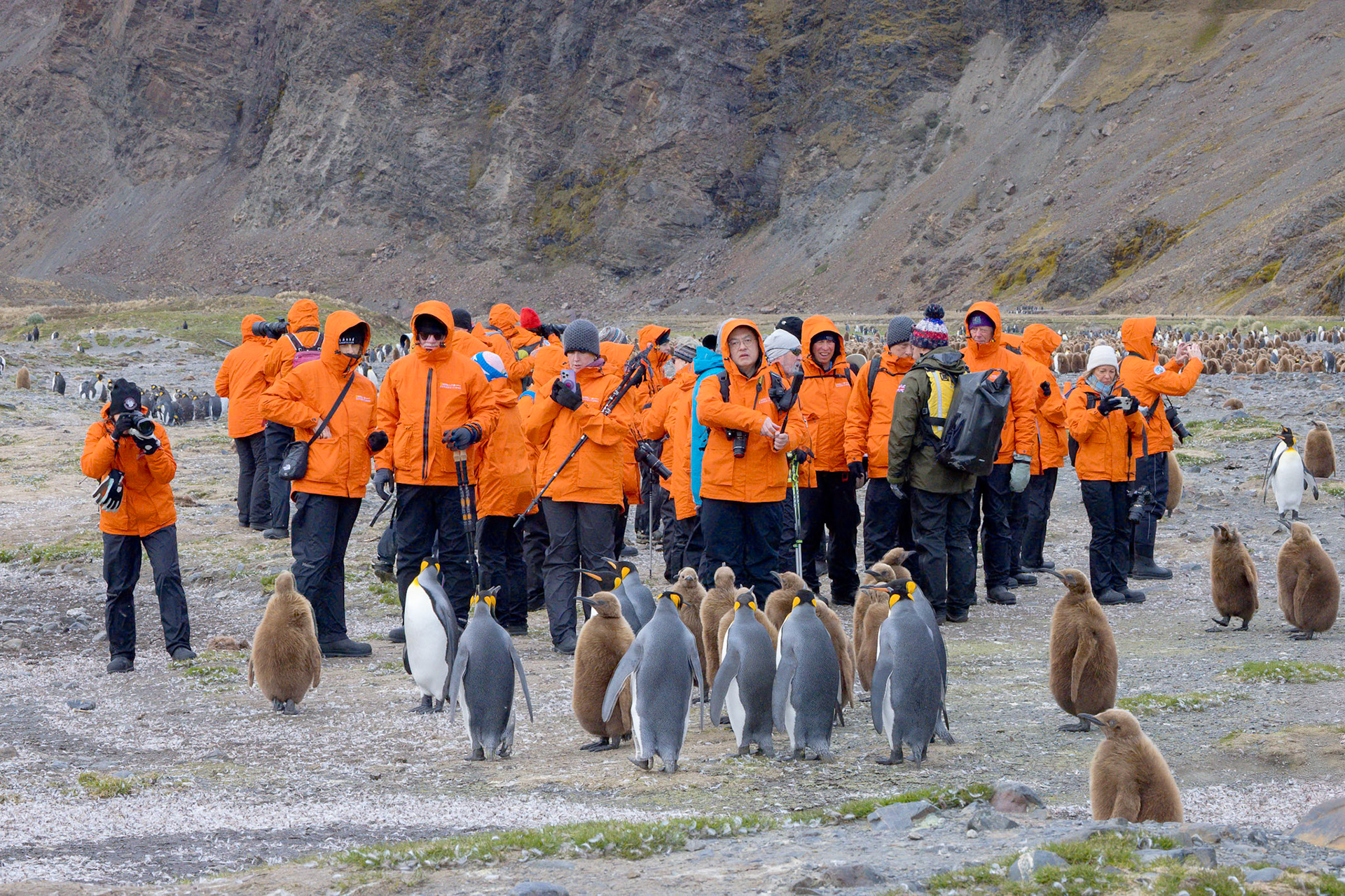 Fortuna Bay King Penguin Colony