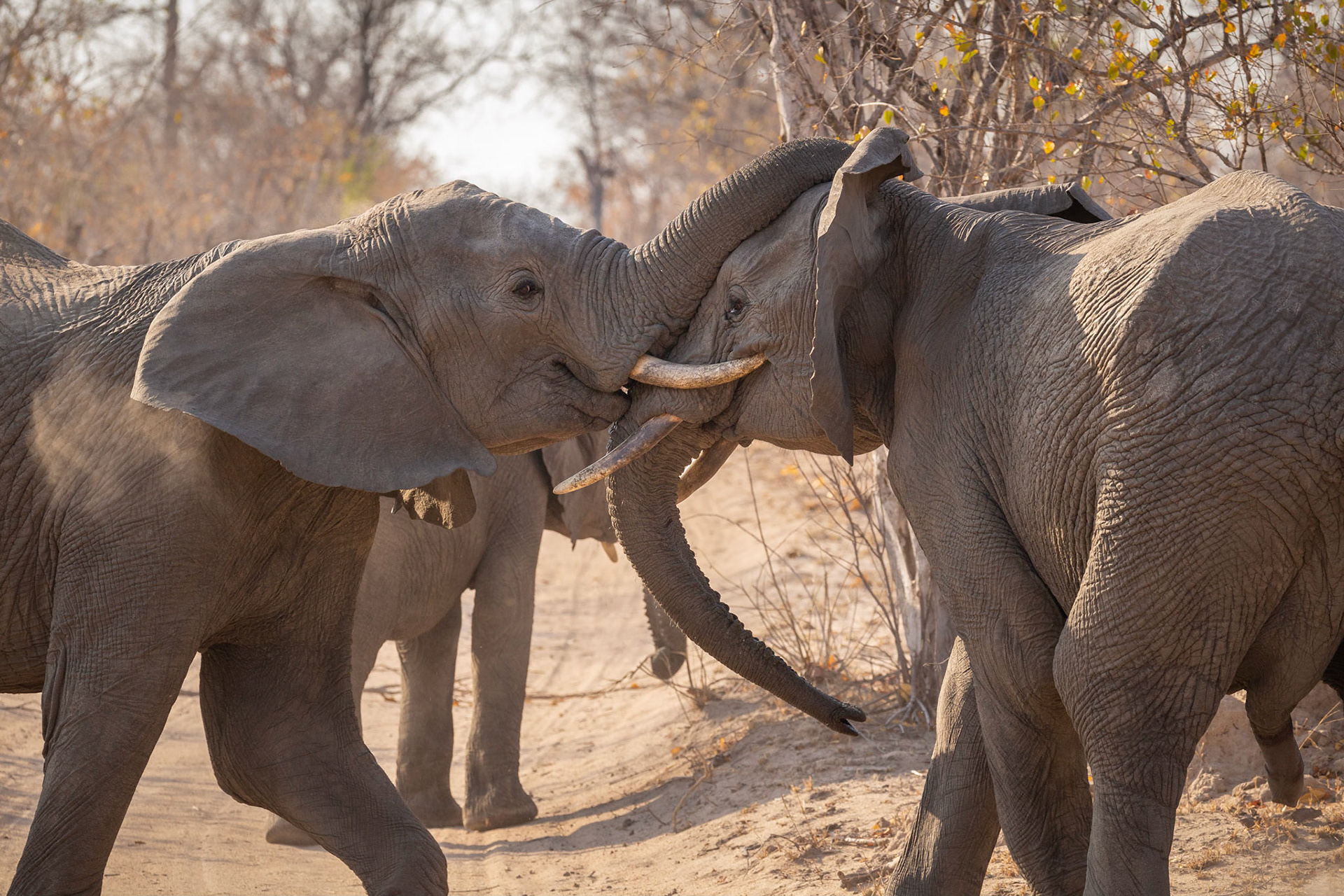 Young male elelphants jousting