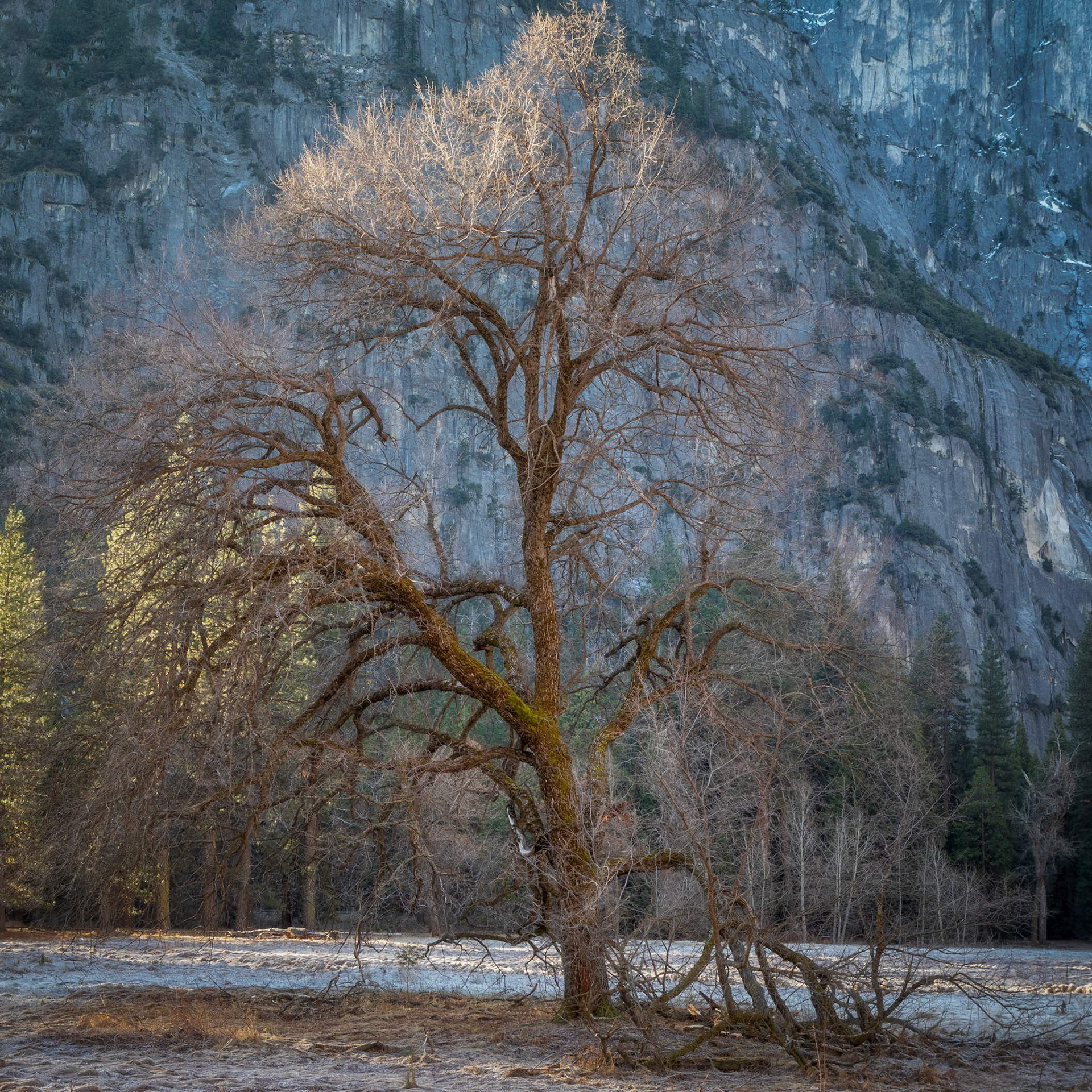 This famous tree in Cook’s Meadow is the last of a group of elms planted by James Mason Hutchings in the mid-1800s.