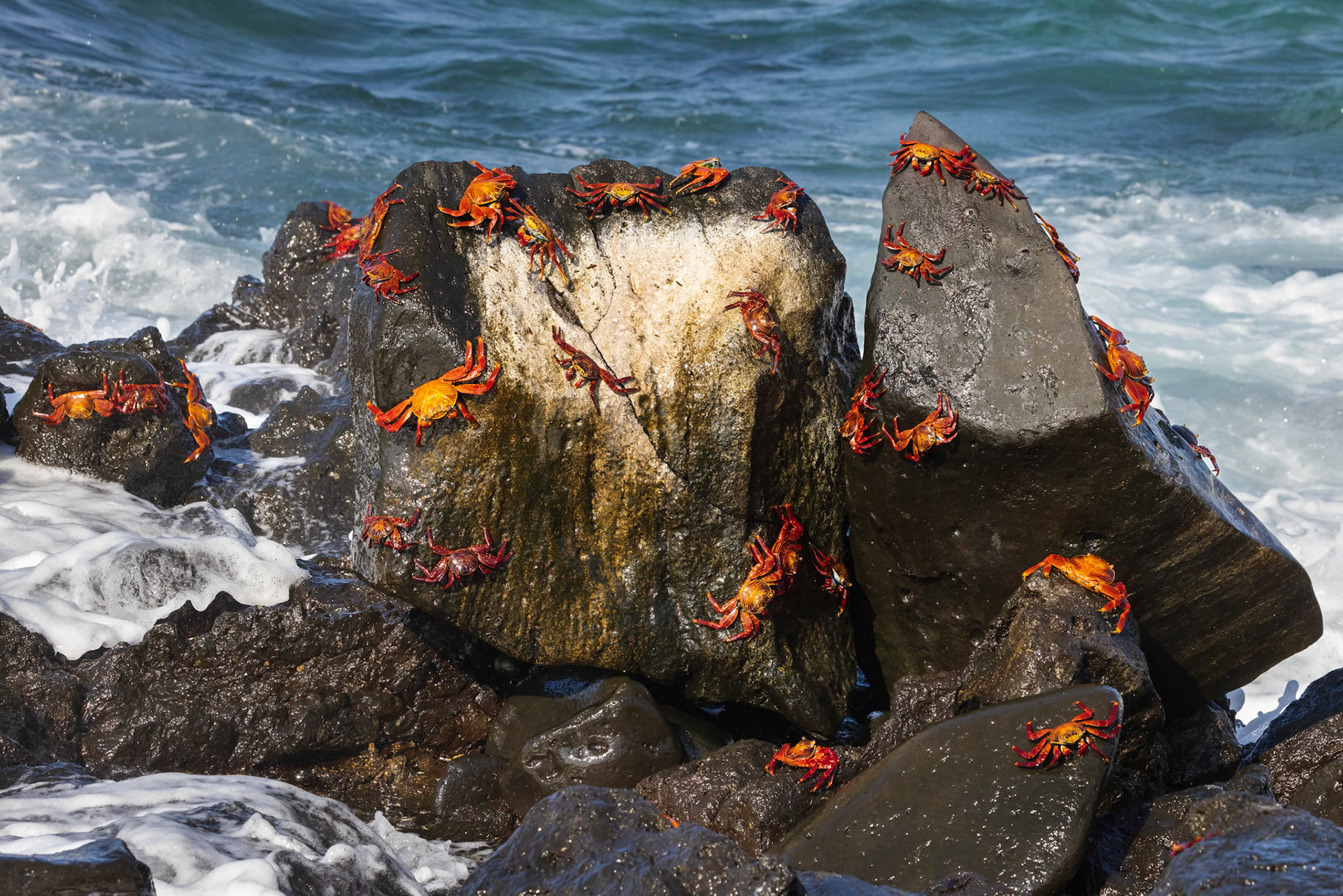 Sally Lightfoot Crab