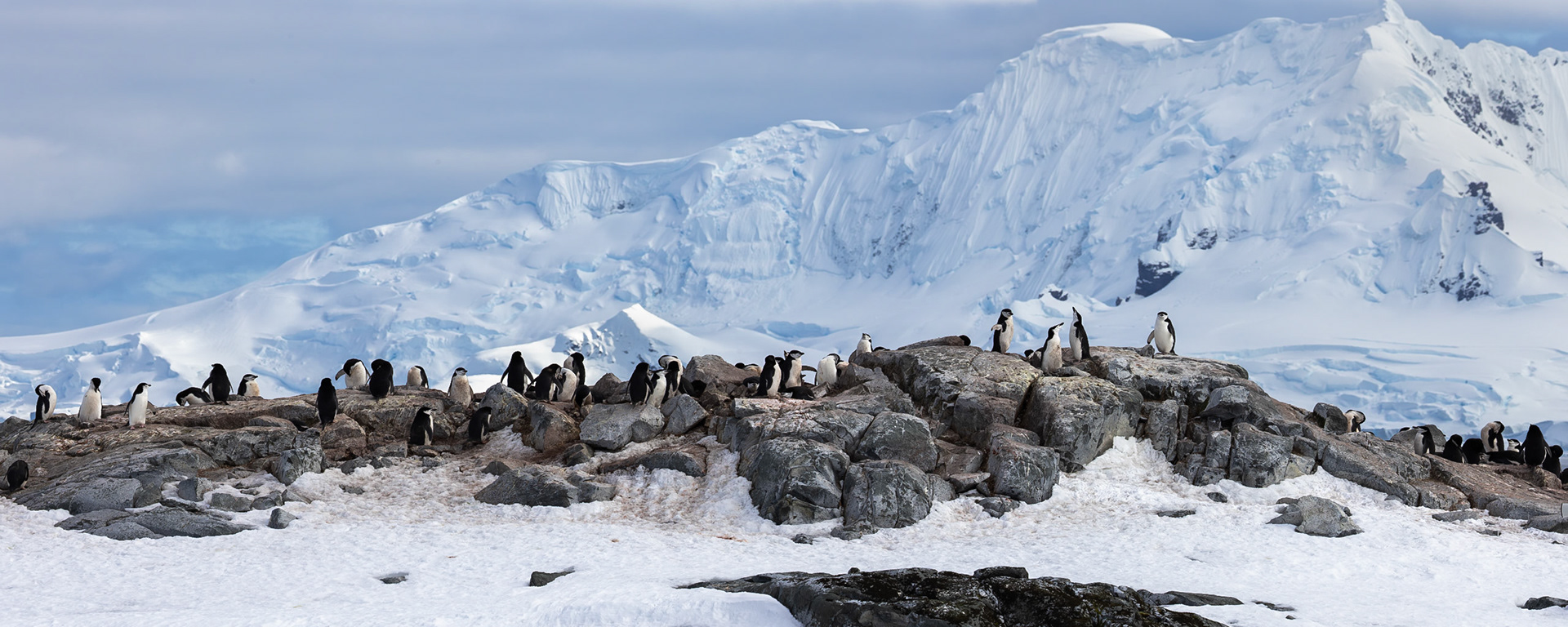 Chinstrap Penguin Colony, Palaver Point