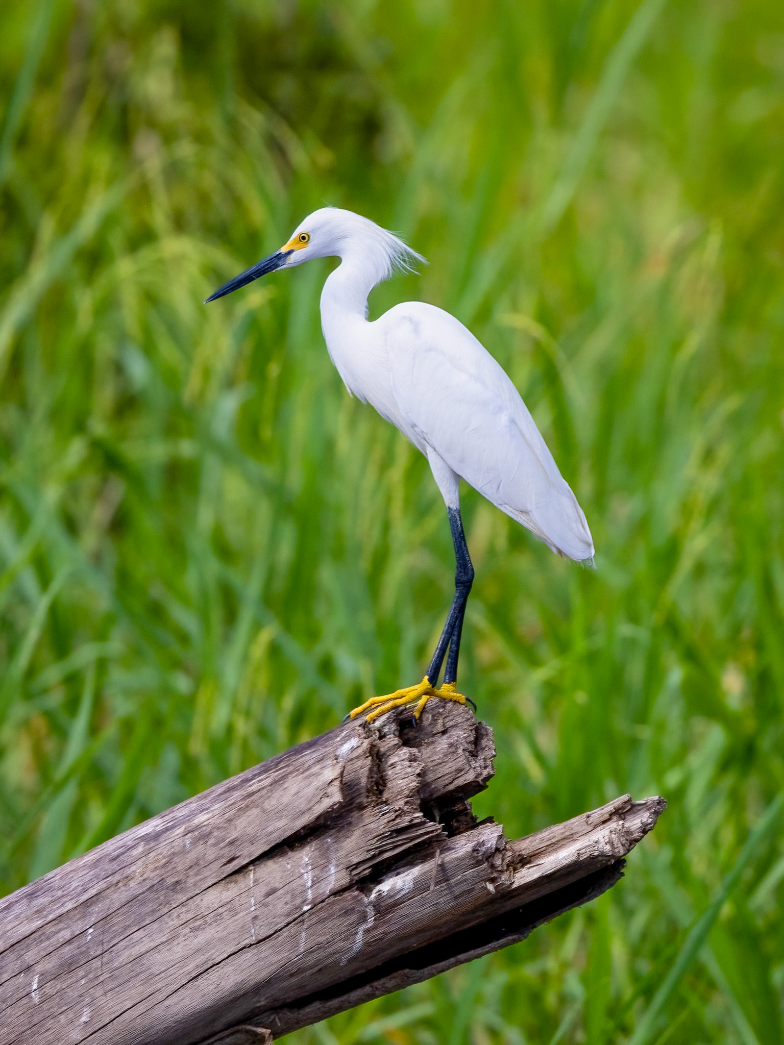Snowy Egret