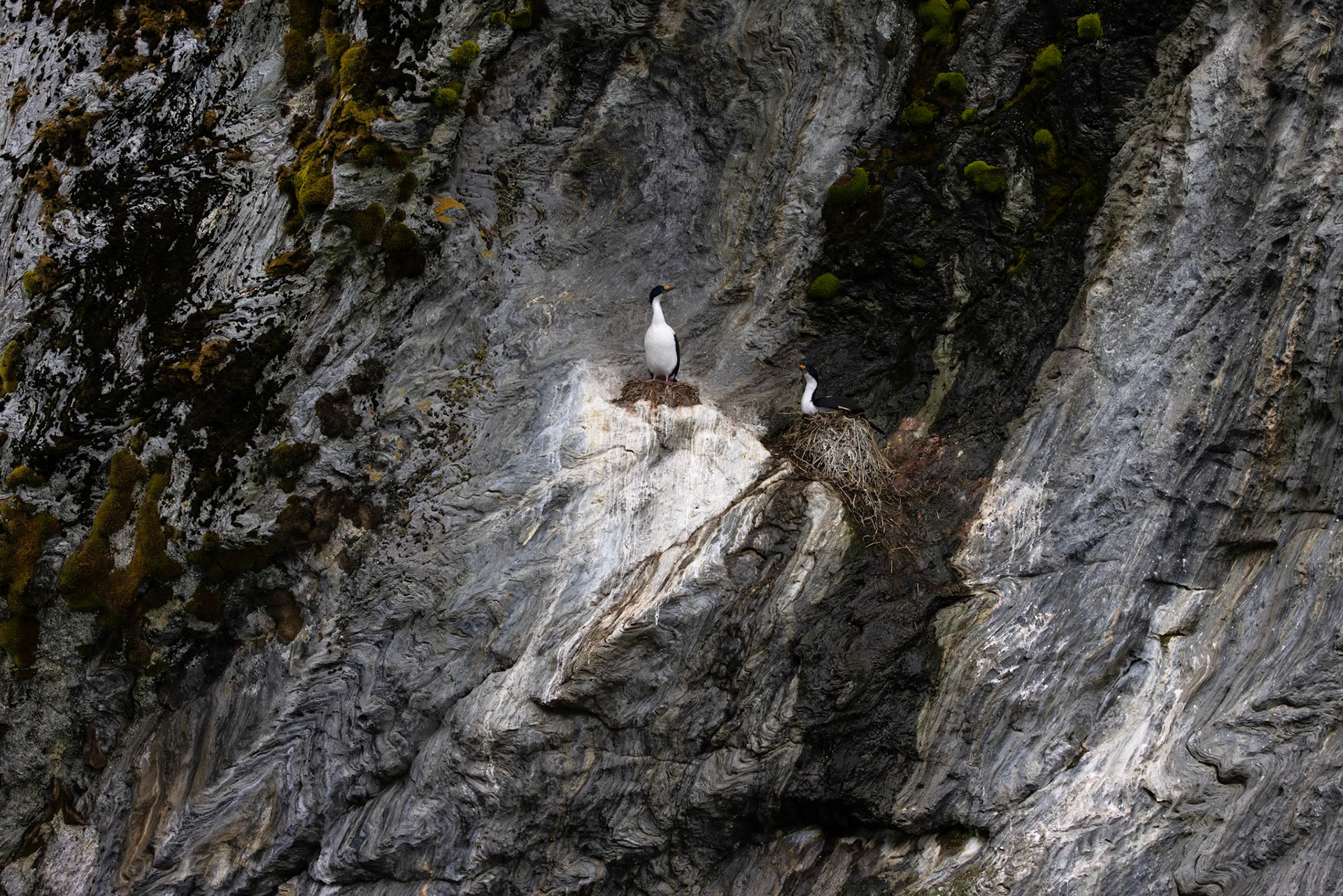 Blue-eyed Shags (Imperial Cornorant)
