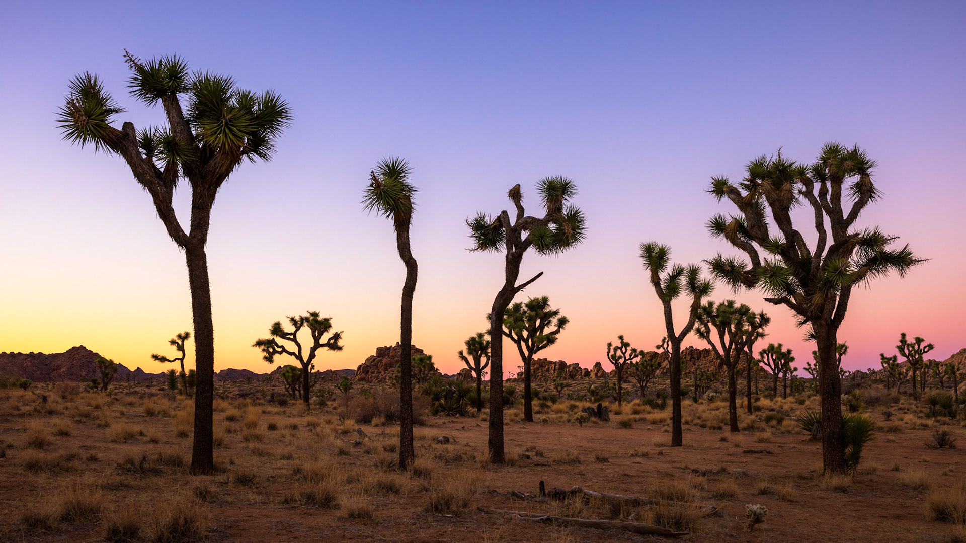 Joshua Tree