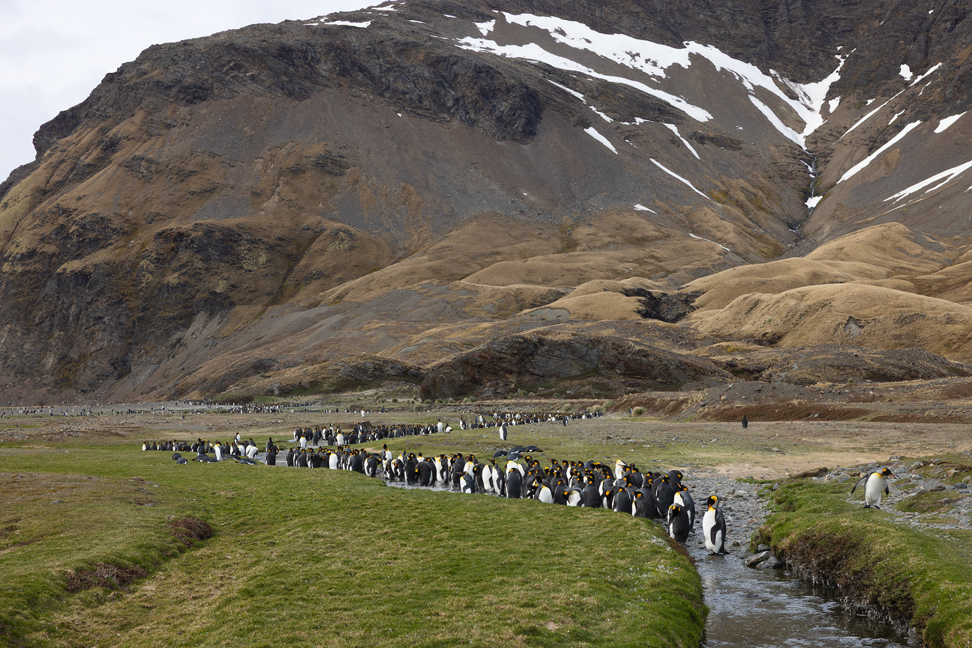 Fortuna Bay King Penguin Colony, molting in a stream