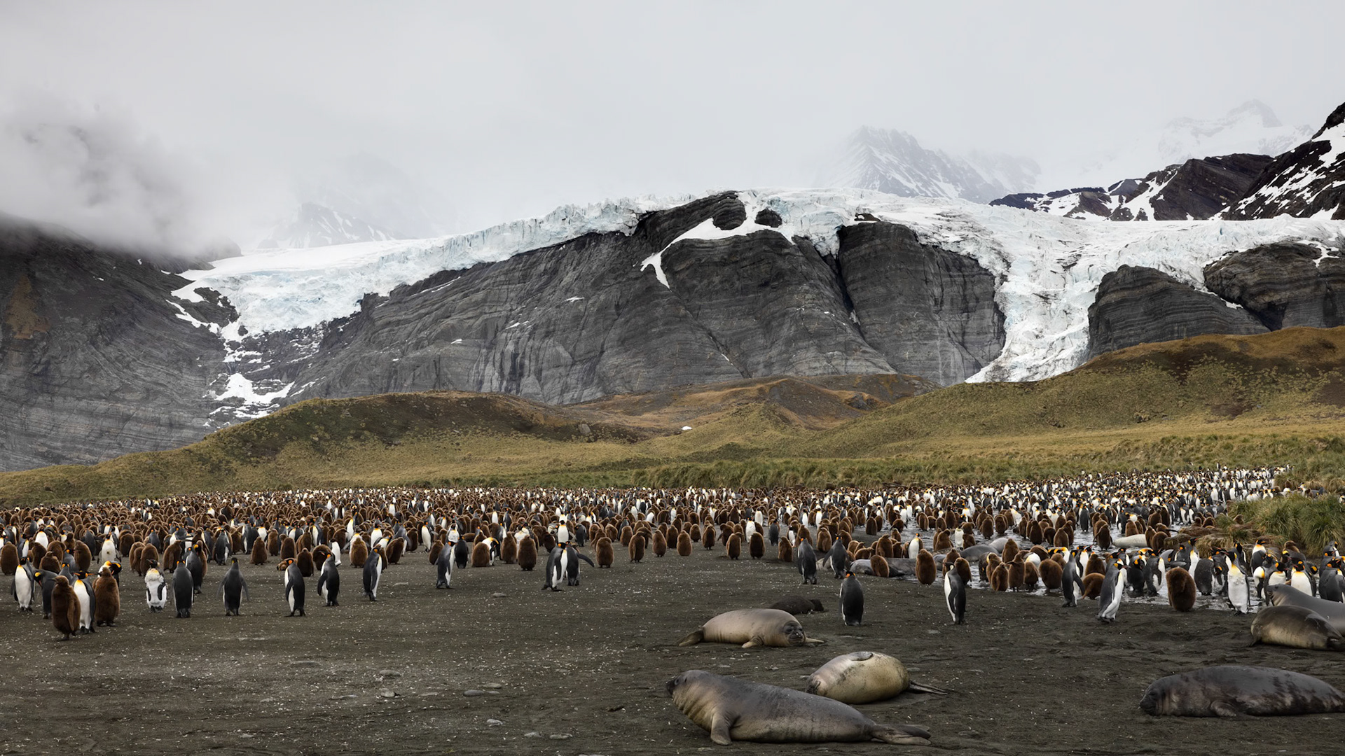 King Penguin Colony, Gold Harbour