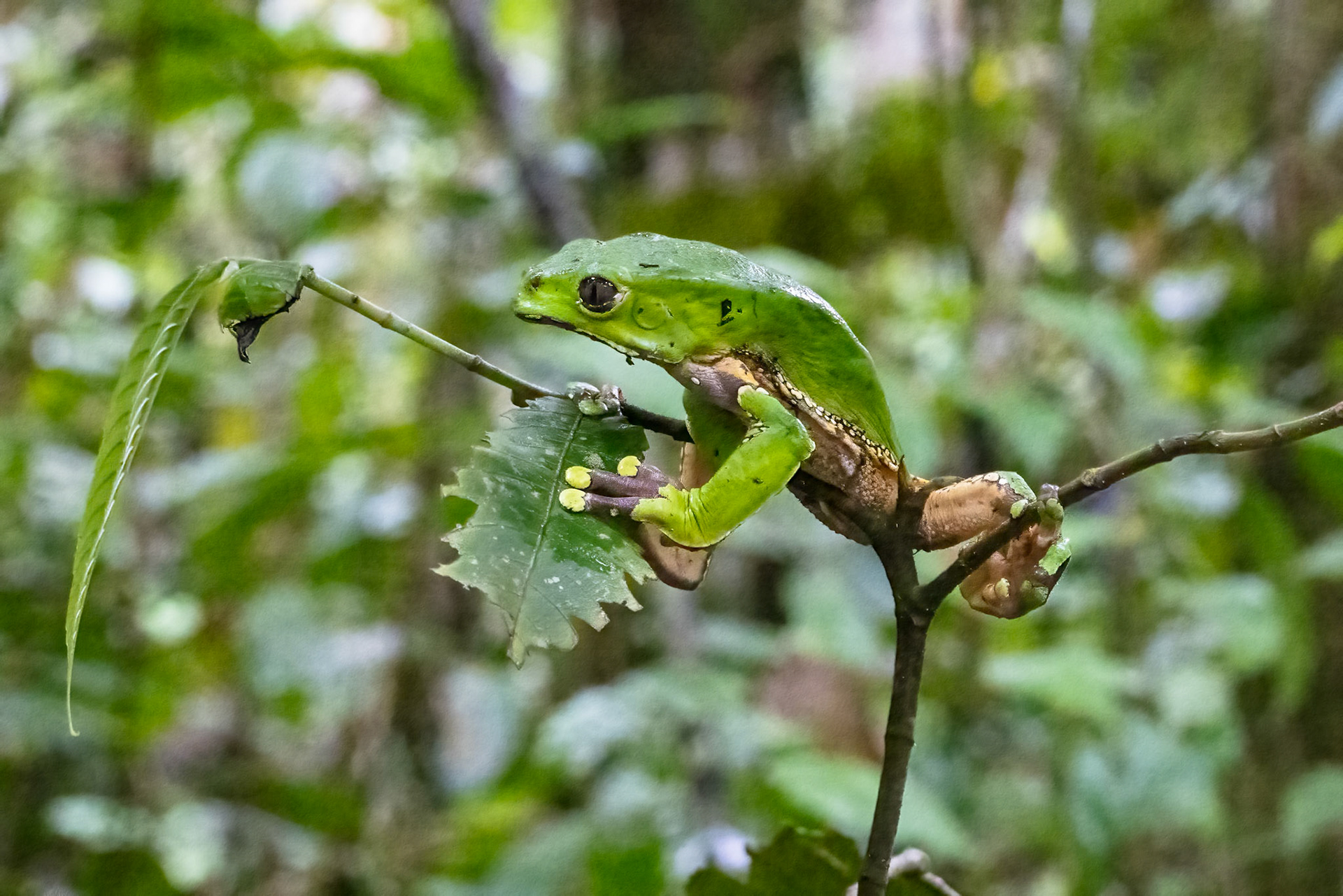 Giant Leaf Frog