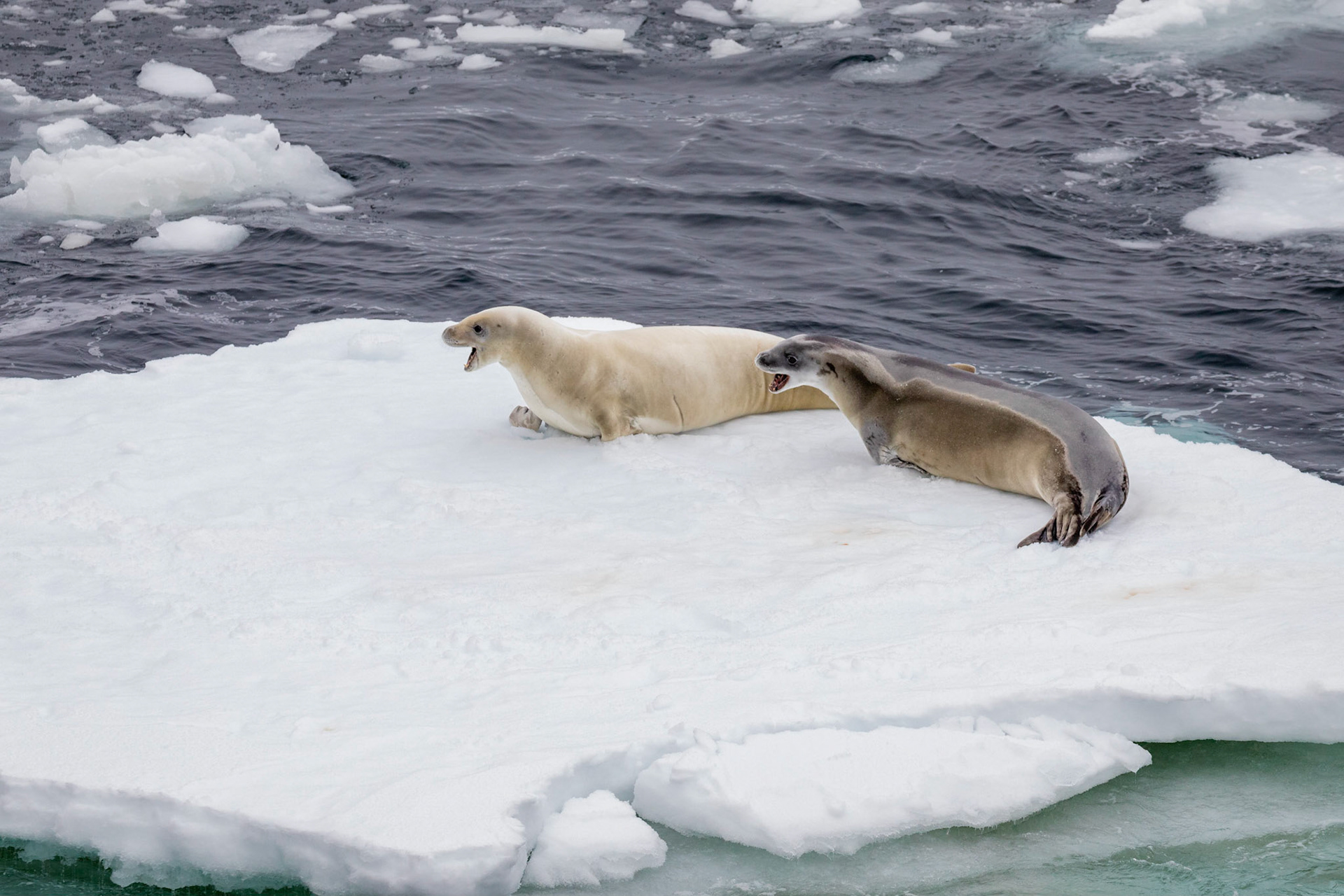 Crabeater Seals