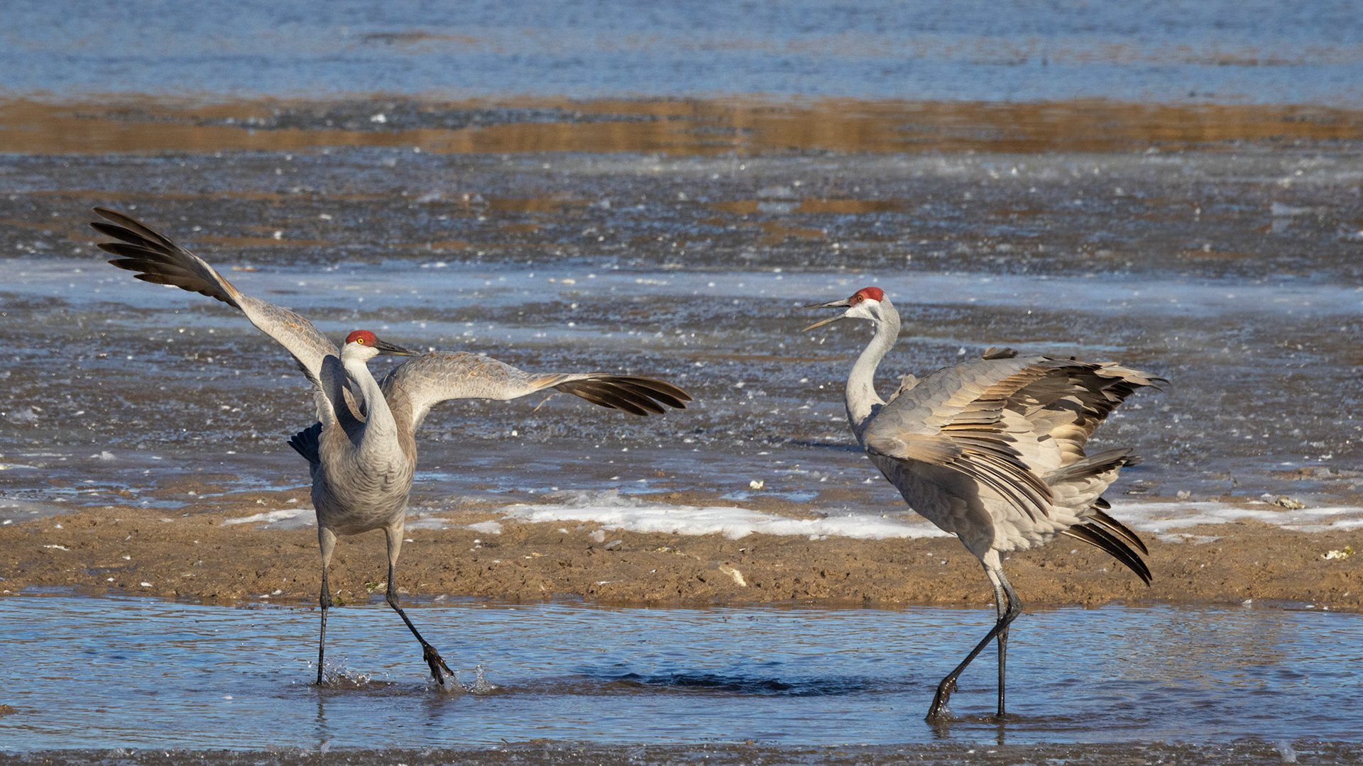 Richard Imes - Platte River Sandhill Cranes