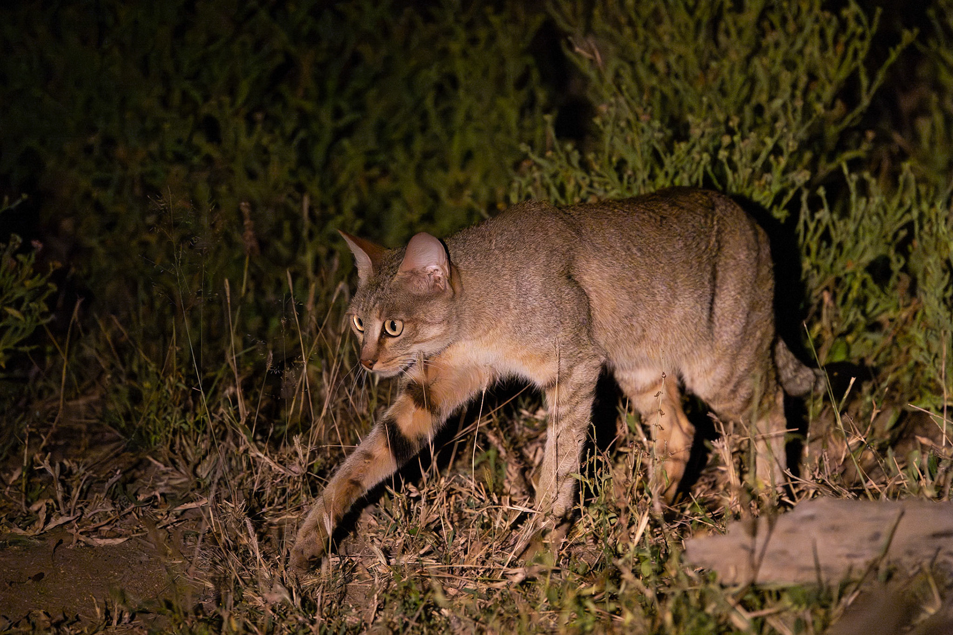 African Wildcat