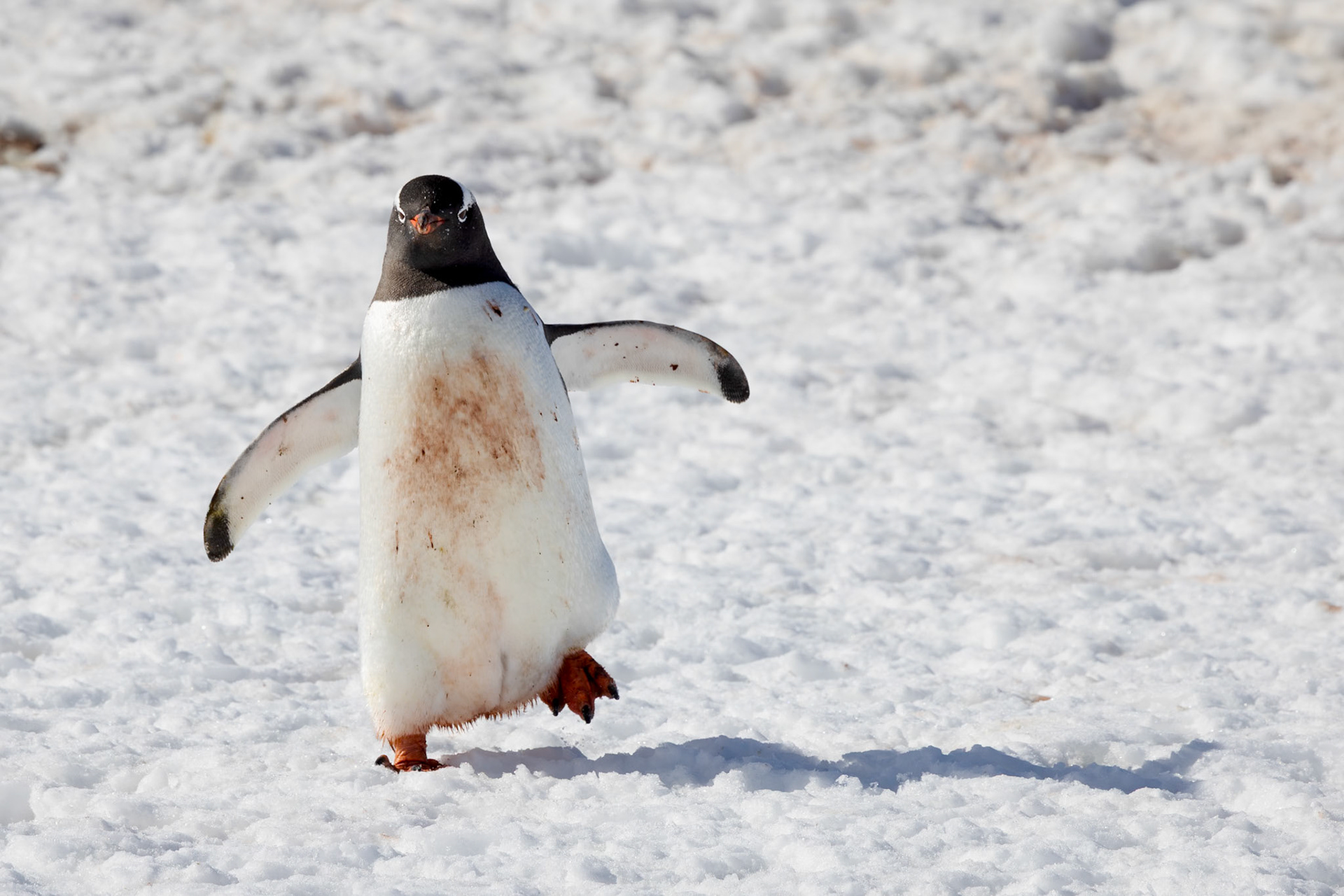 Gentoo Penguin, Booth Island