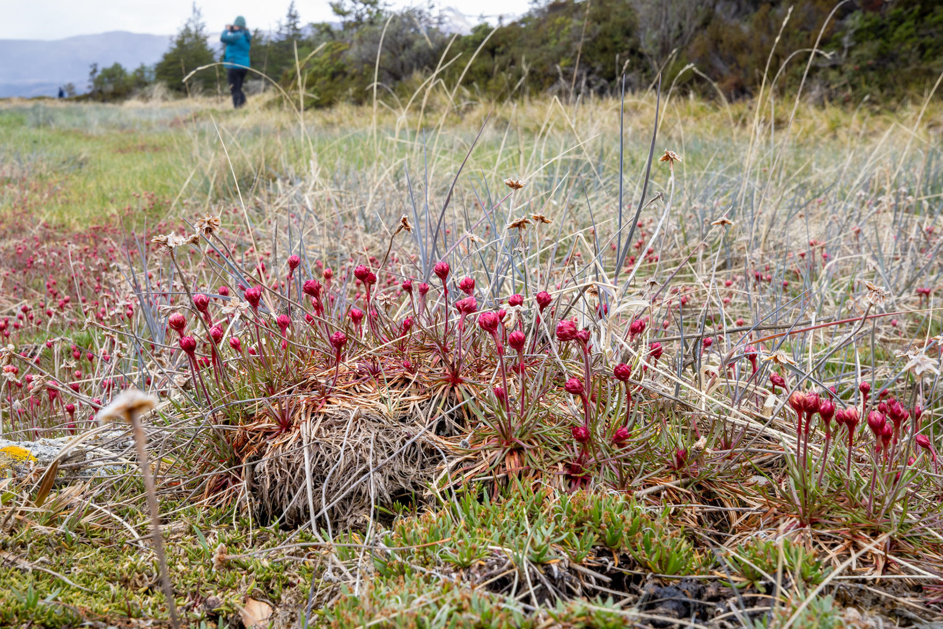 Thrift (Armeria maritima)