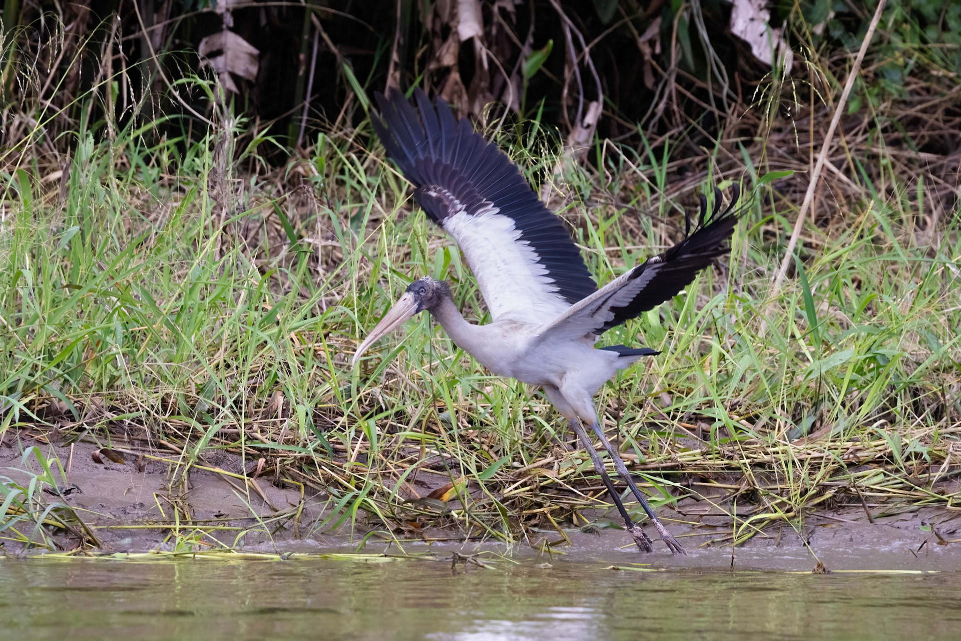 Wood Stork