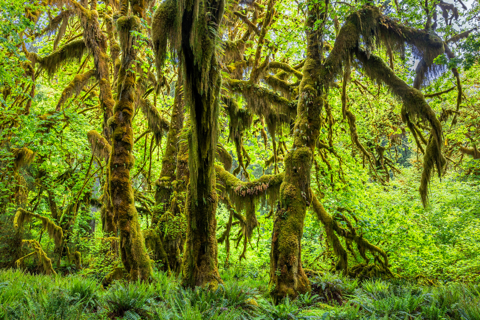Hoh Rain Forest Hall of Mosses