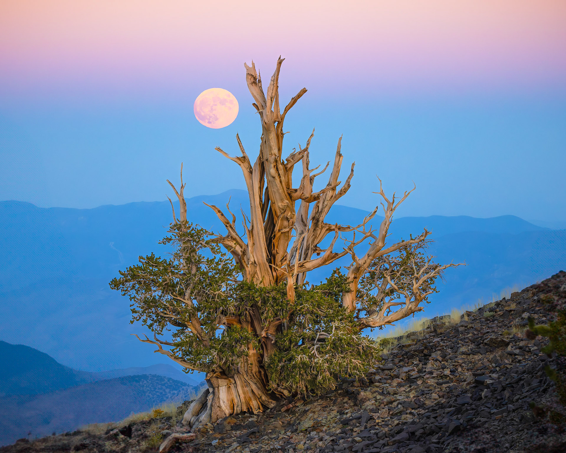 Bristlecone Pine Full Moon Rise