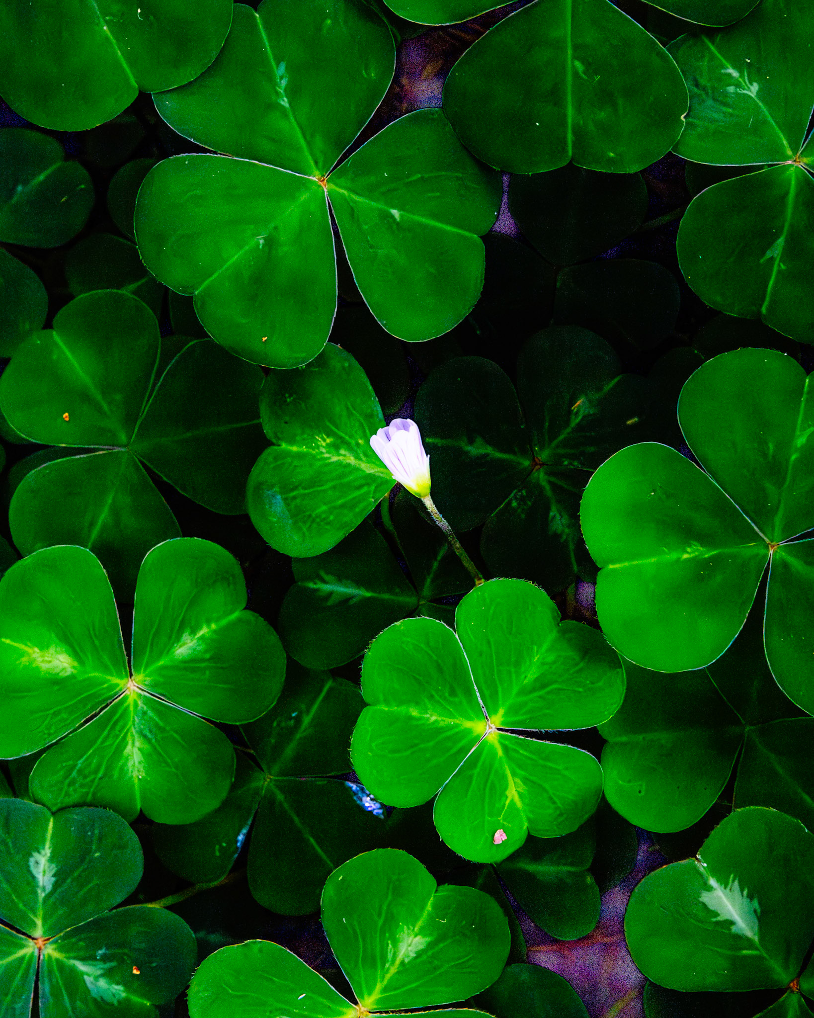 Del Norte Coast Redwoods