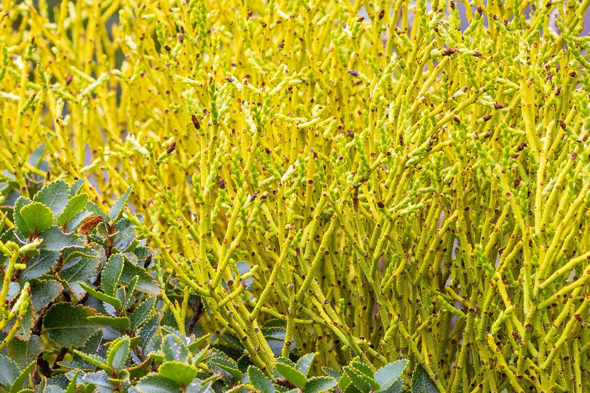 Feathery Mistletoe
