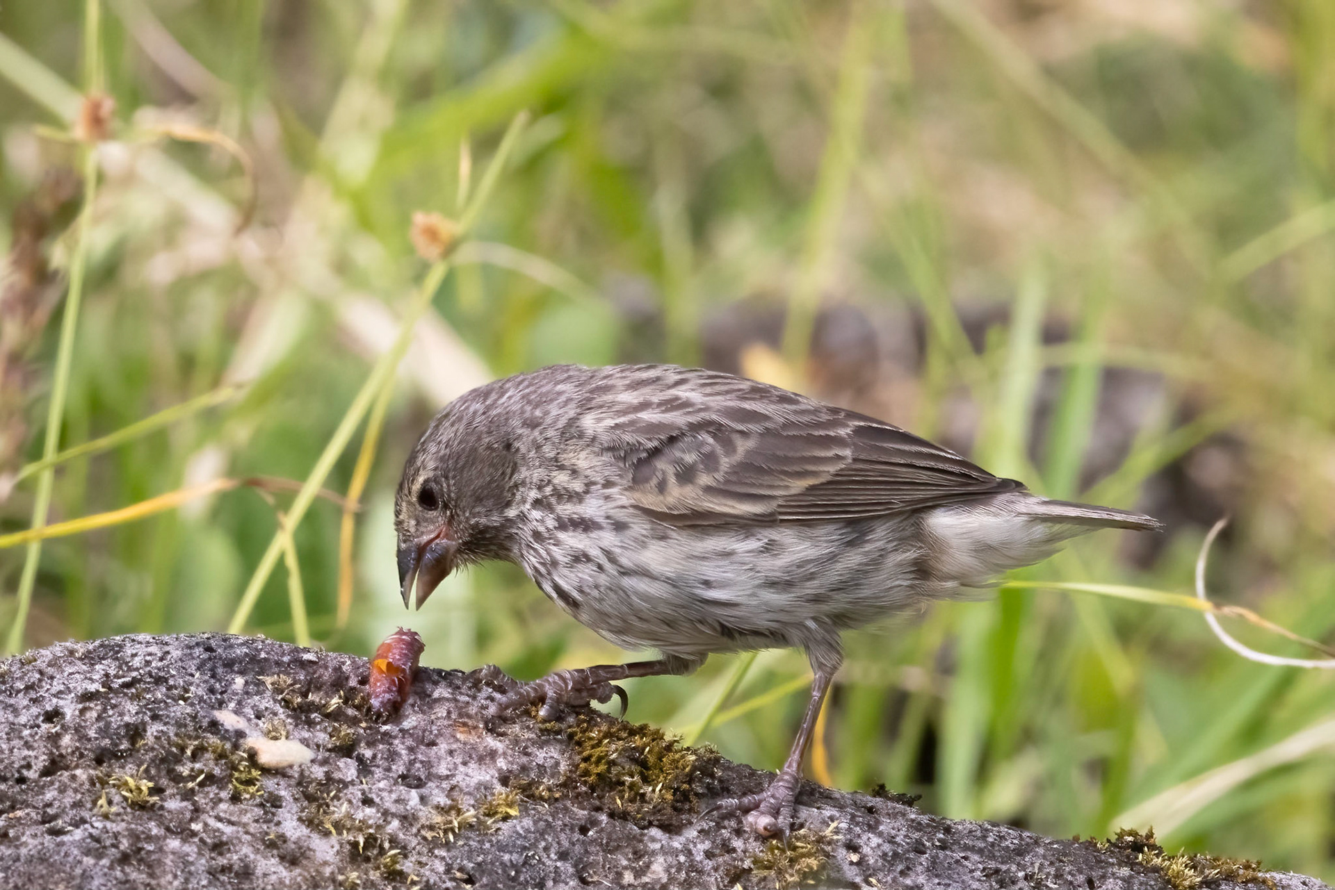 Ground Finch