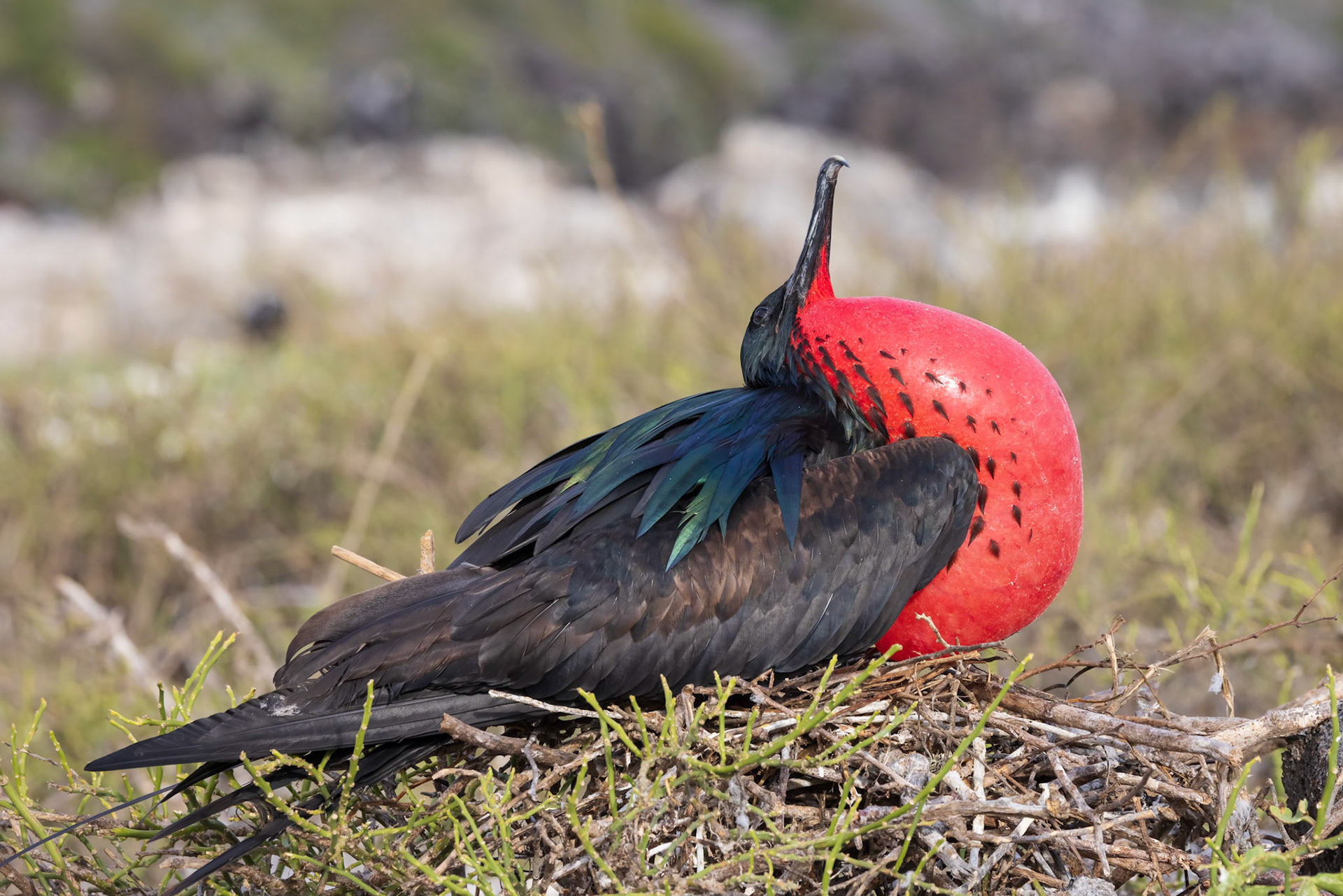 Great Frigatebird