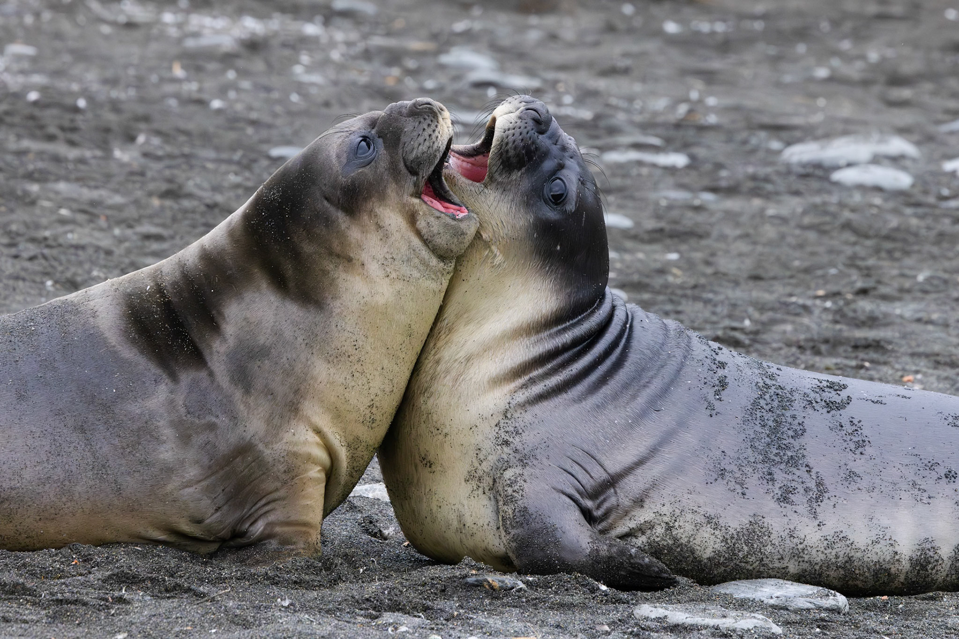 Southern Elephant Seal pups