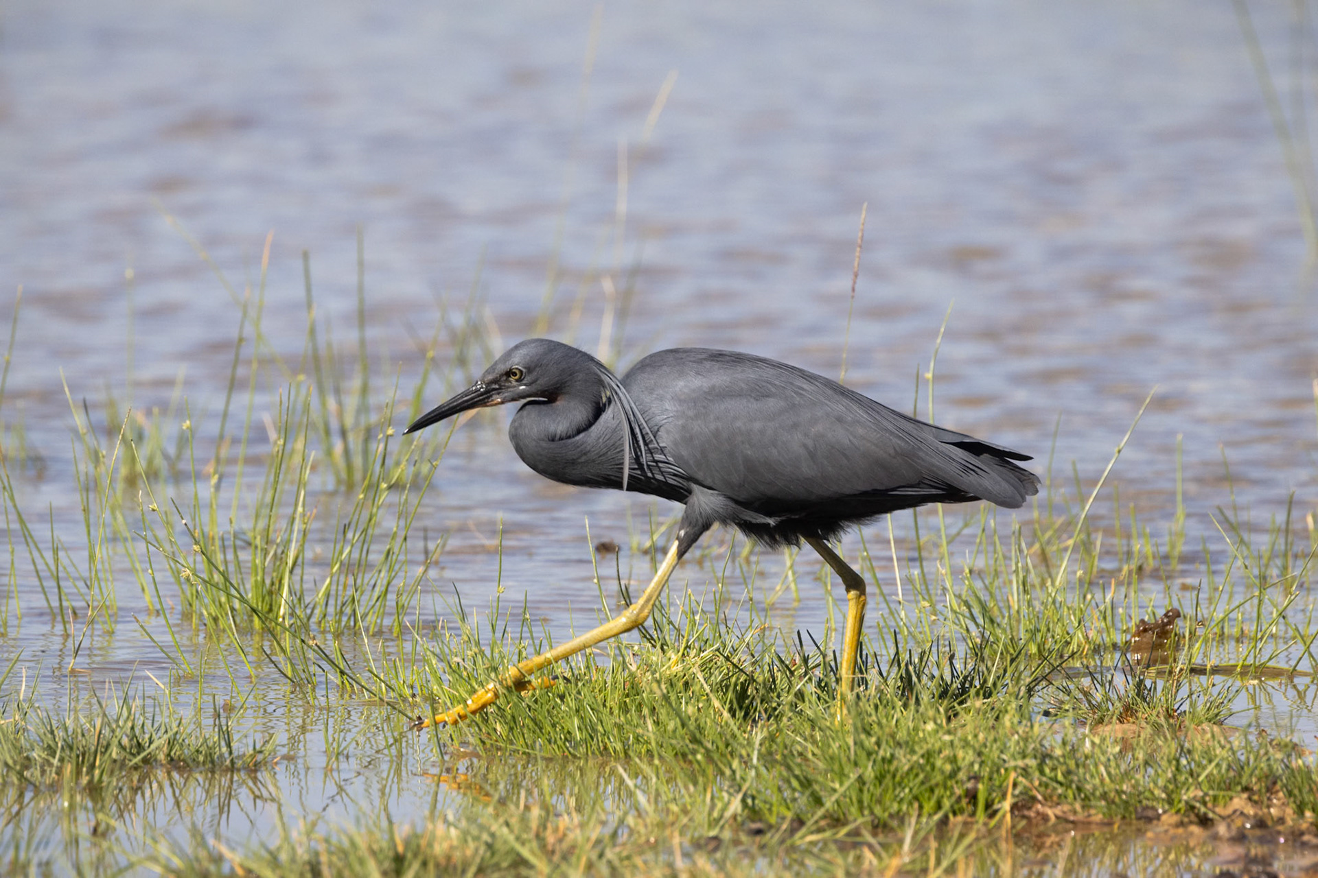 Black Heron