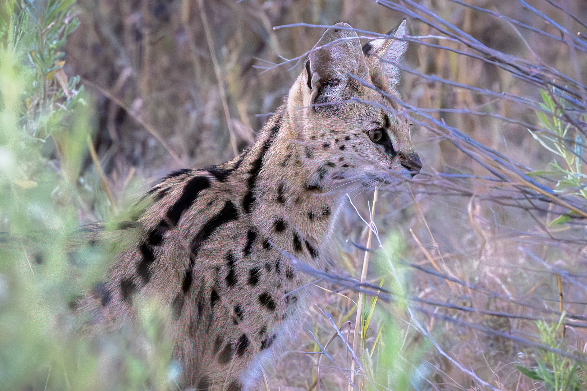 Serval