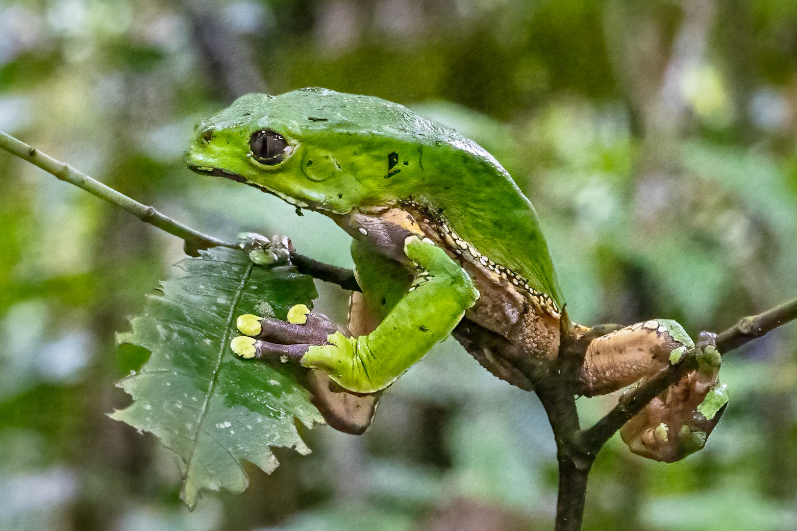 Giant Leaf Frog
