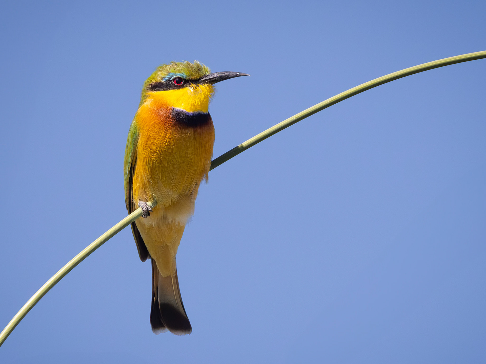 Little Bee-Eater