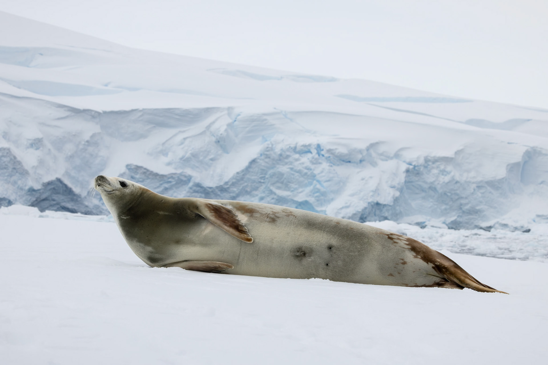 Crabeater Seal