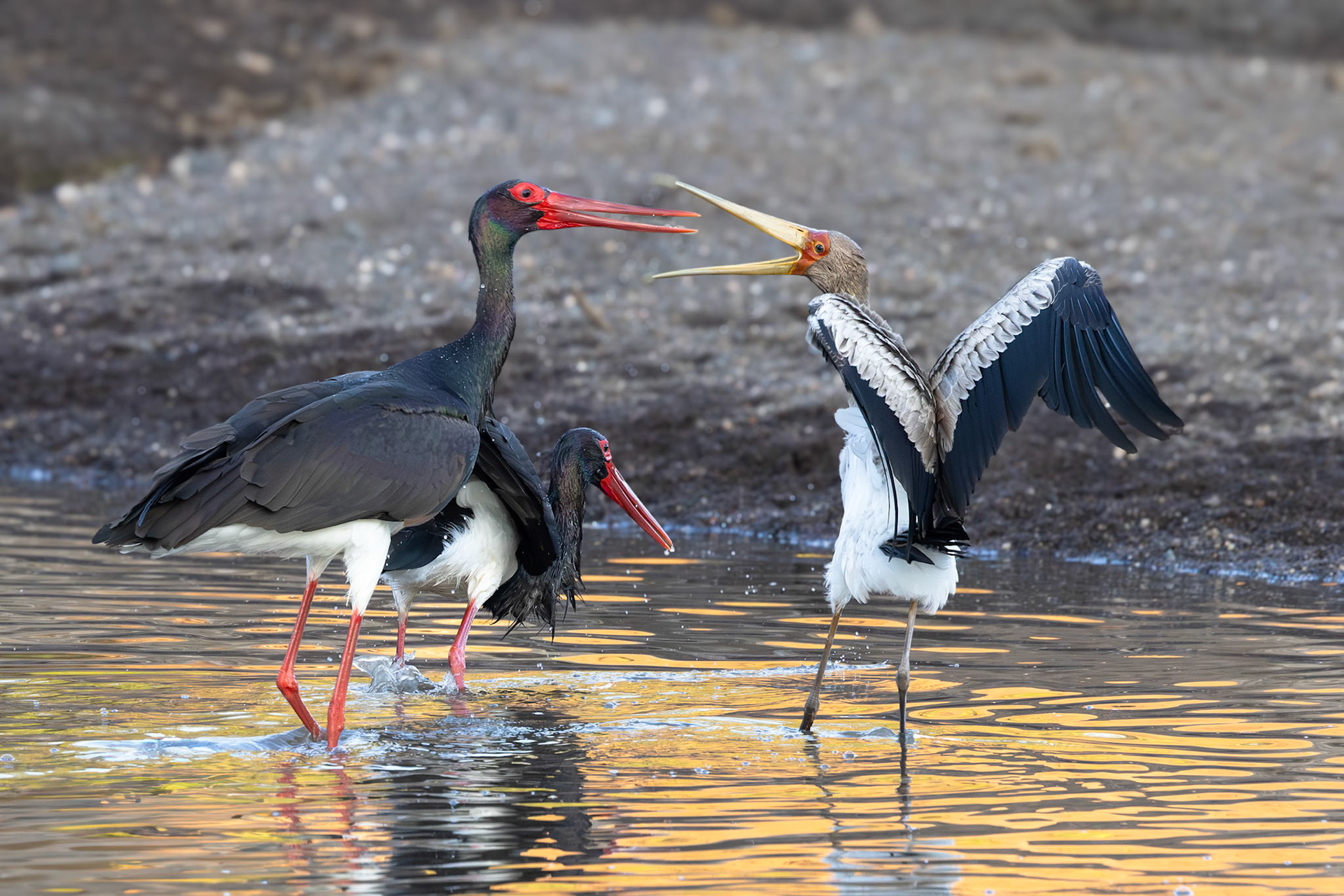 Black Storks and Yellow-Billed Stork