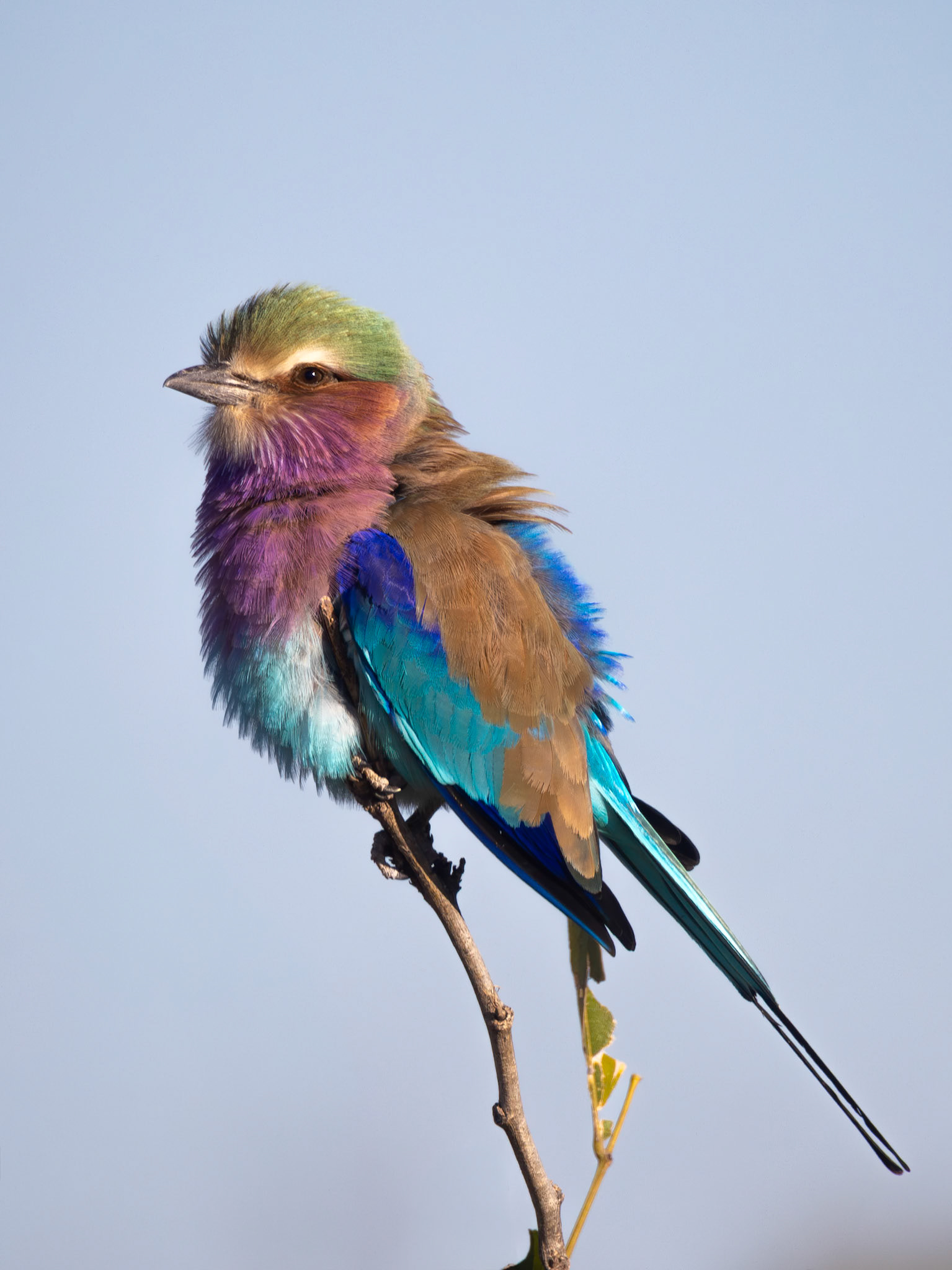 Lilac-breasted roller
