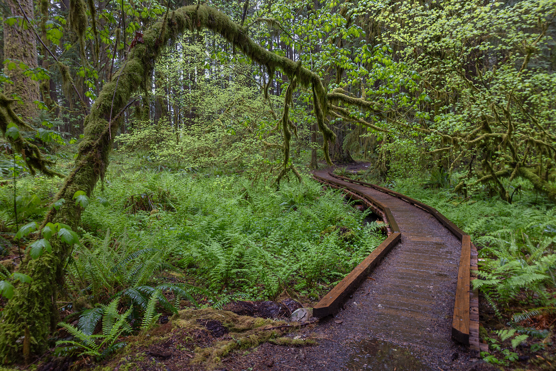 Ancient Groves