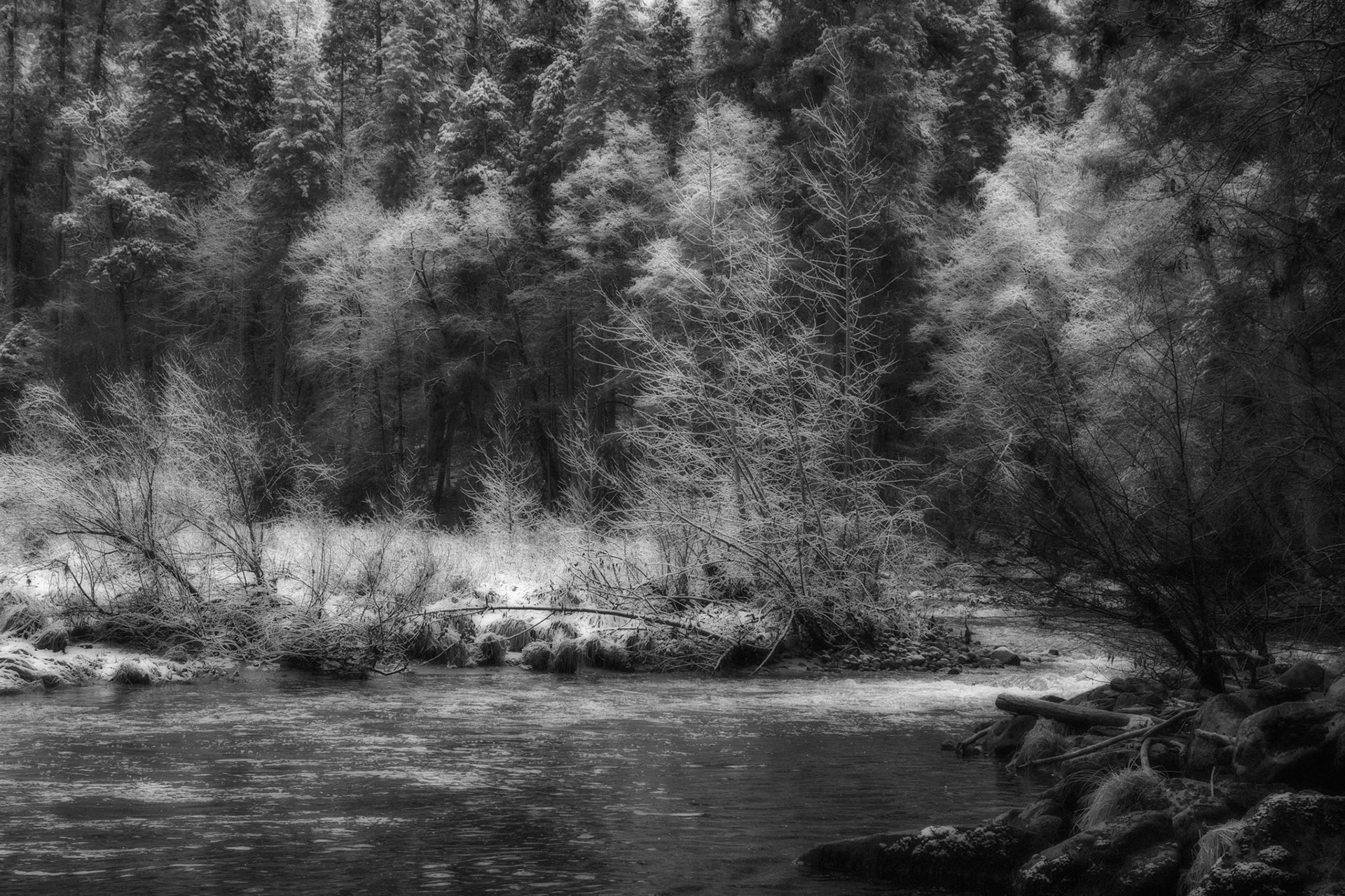 Frost hangs on the trees along the Merced River