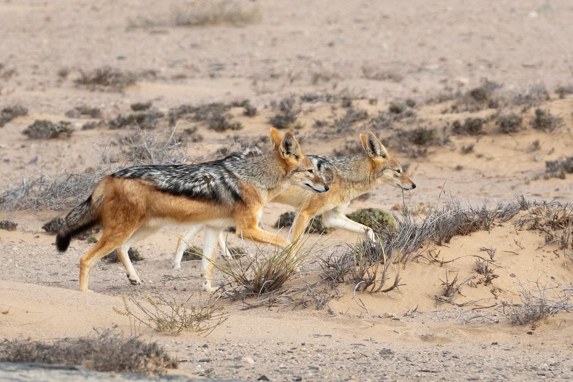 Black-backed Jackal
