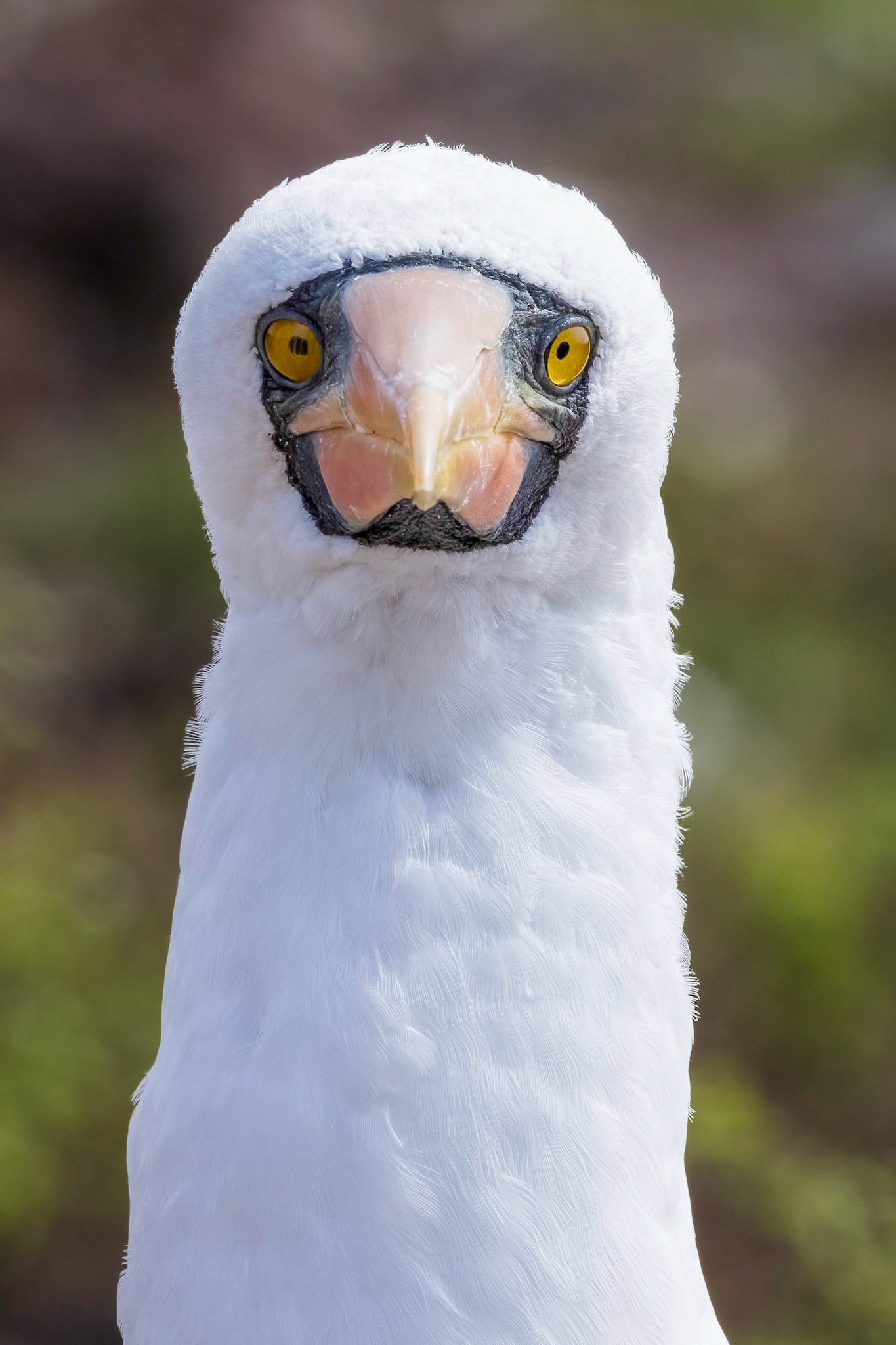 Nazca Booby