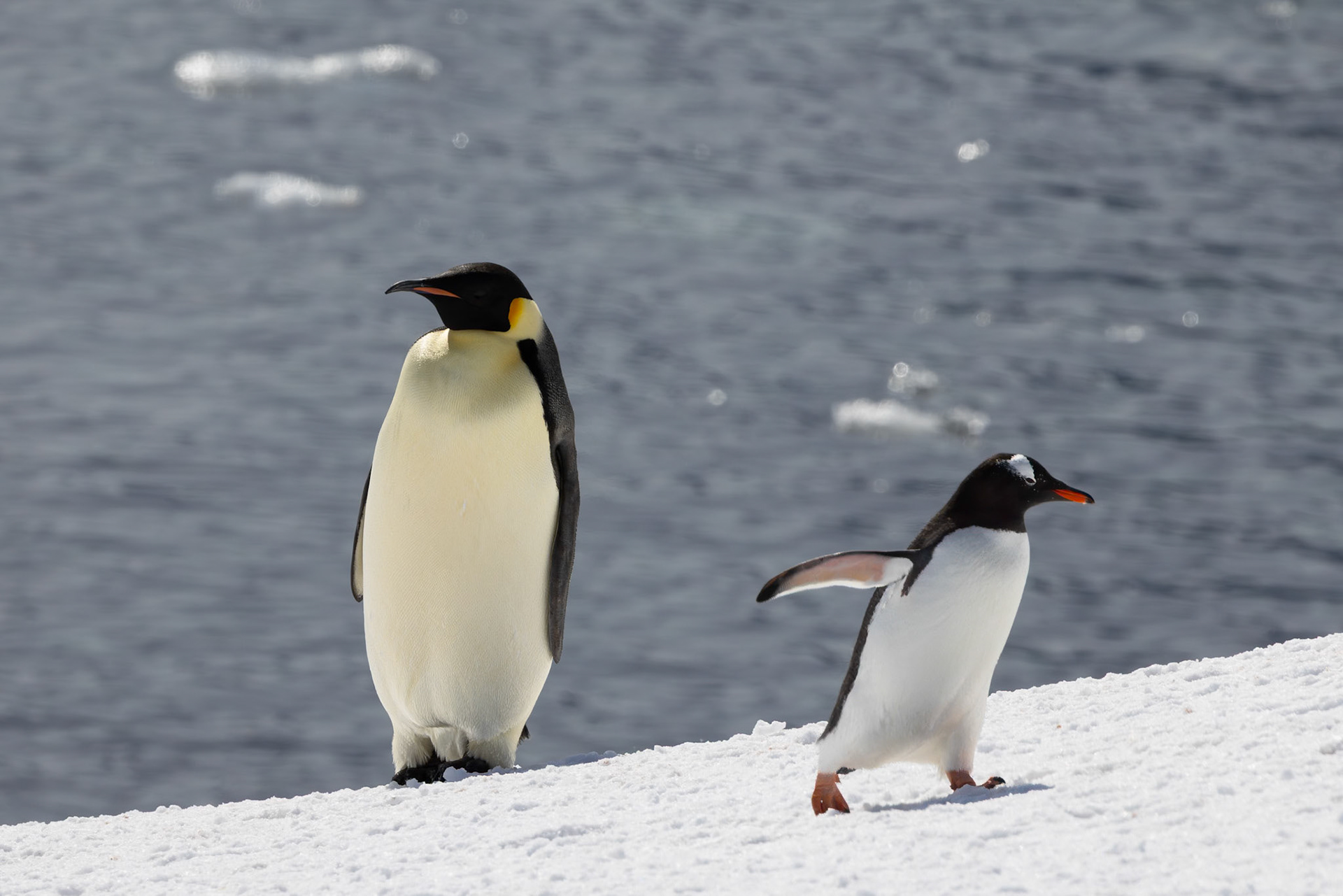Booth Island, Emperor Penguin and Gentoo Penguin
