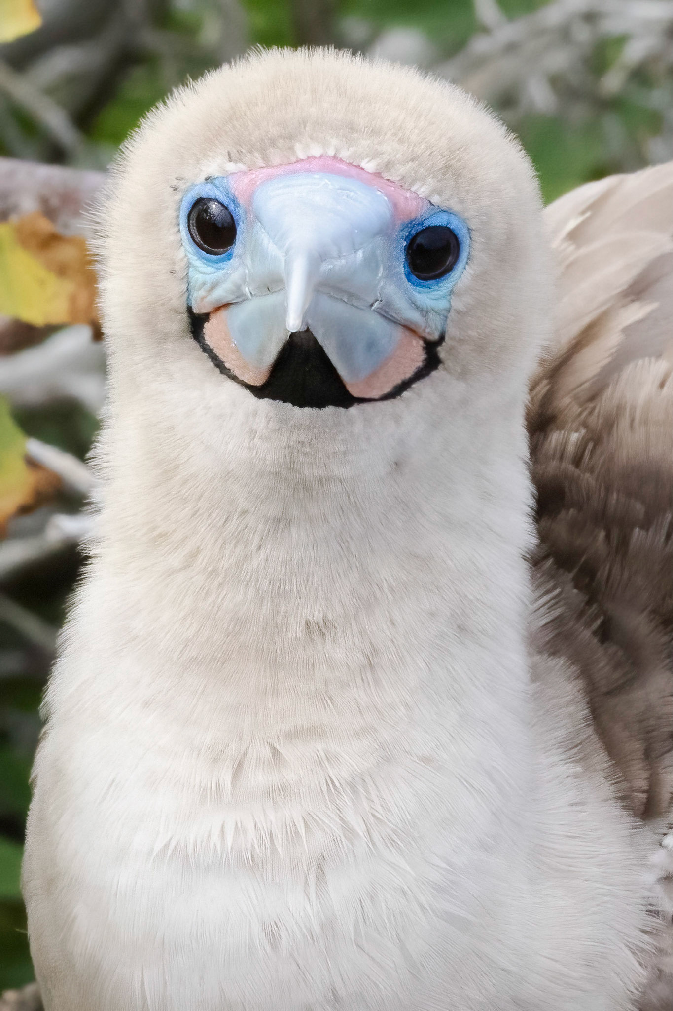 Red-footed Booby