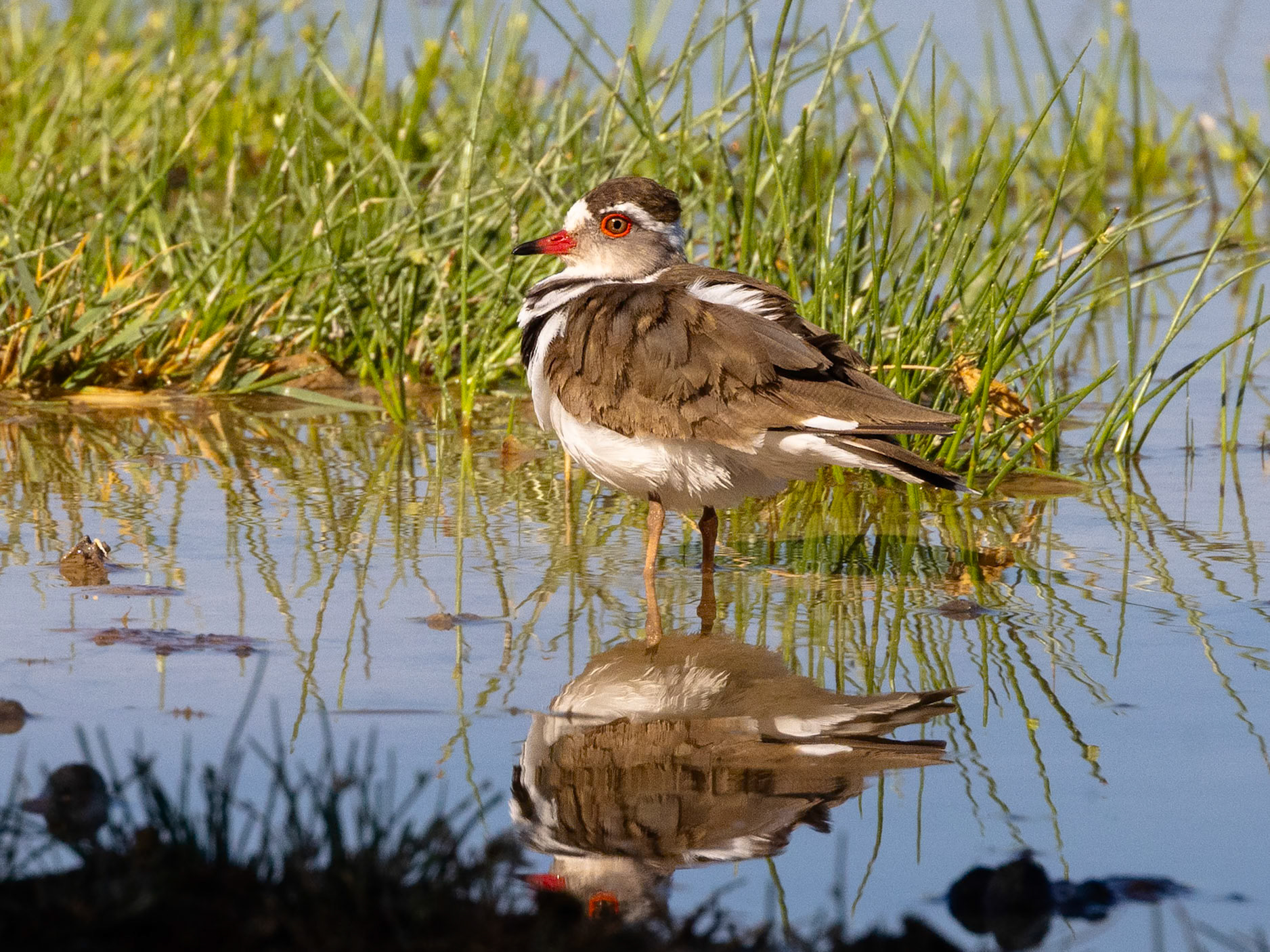 Three-Banded Plover