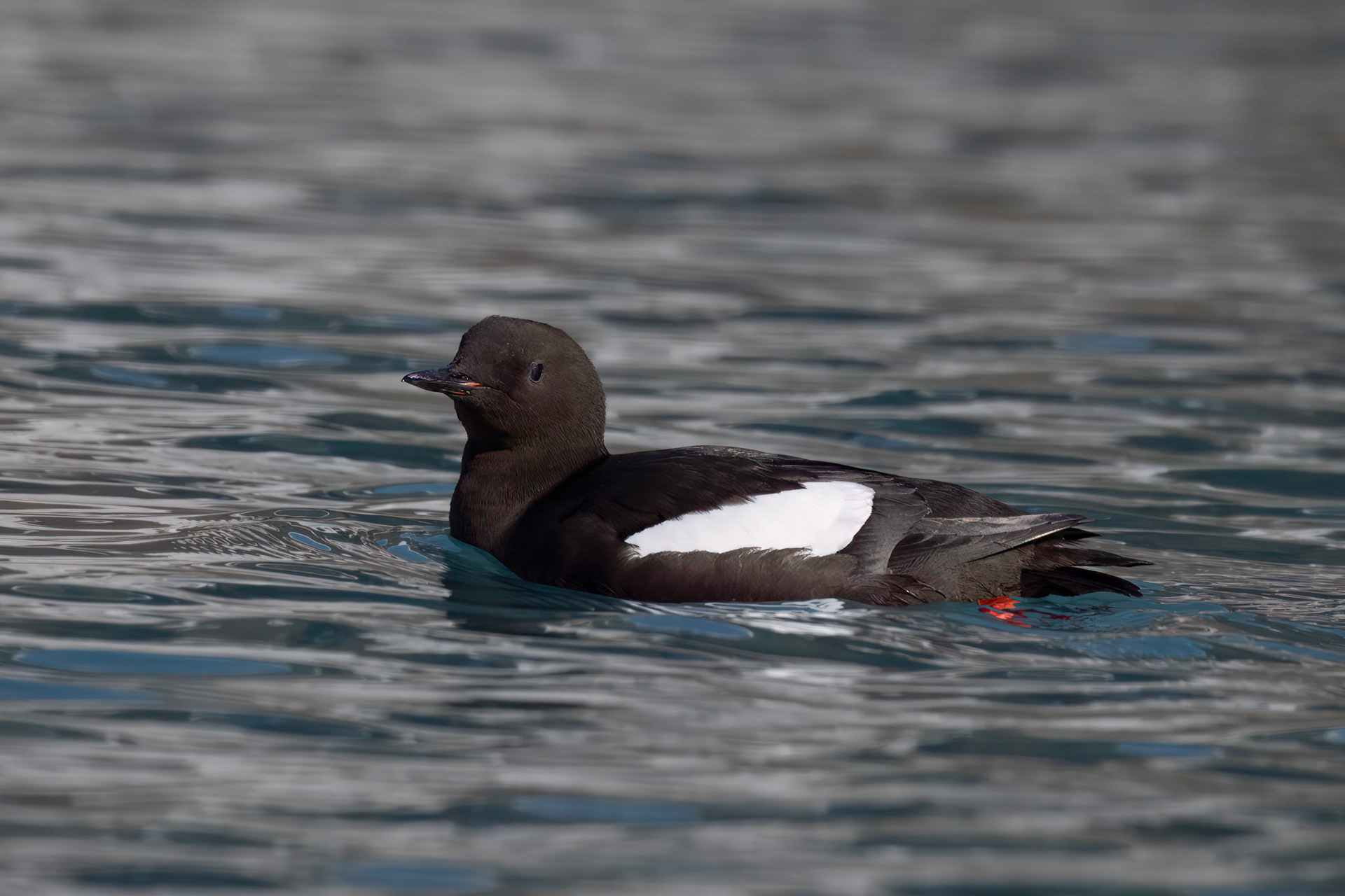 Black Guillemot