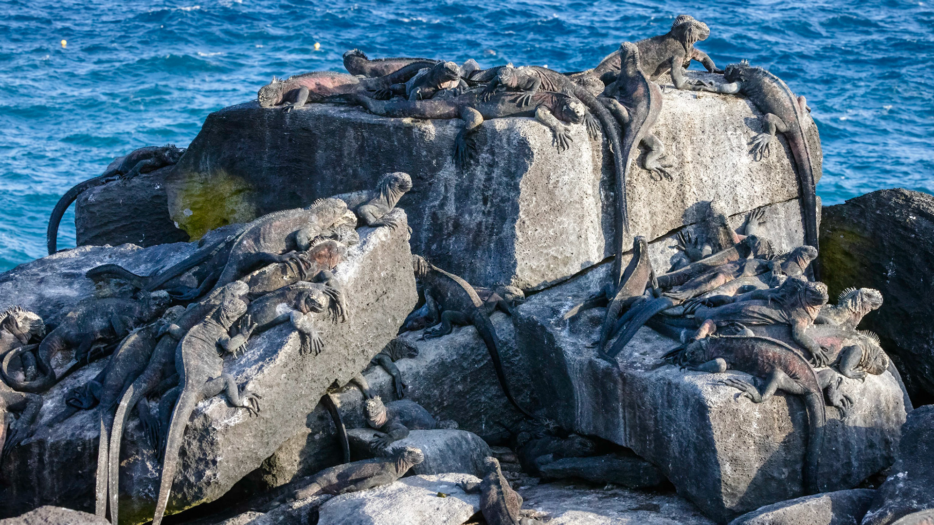 Marine Iguana