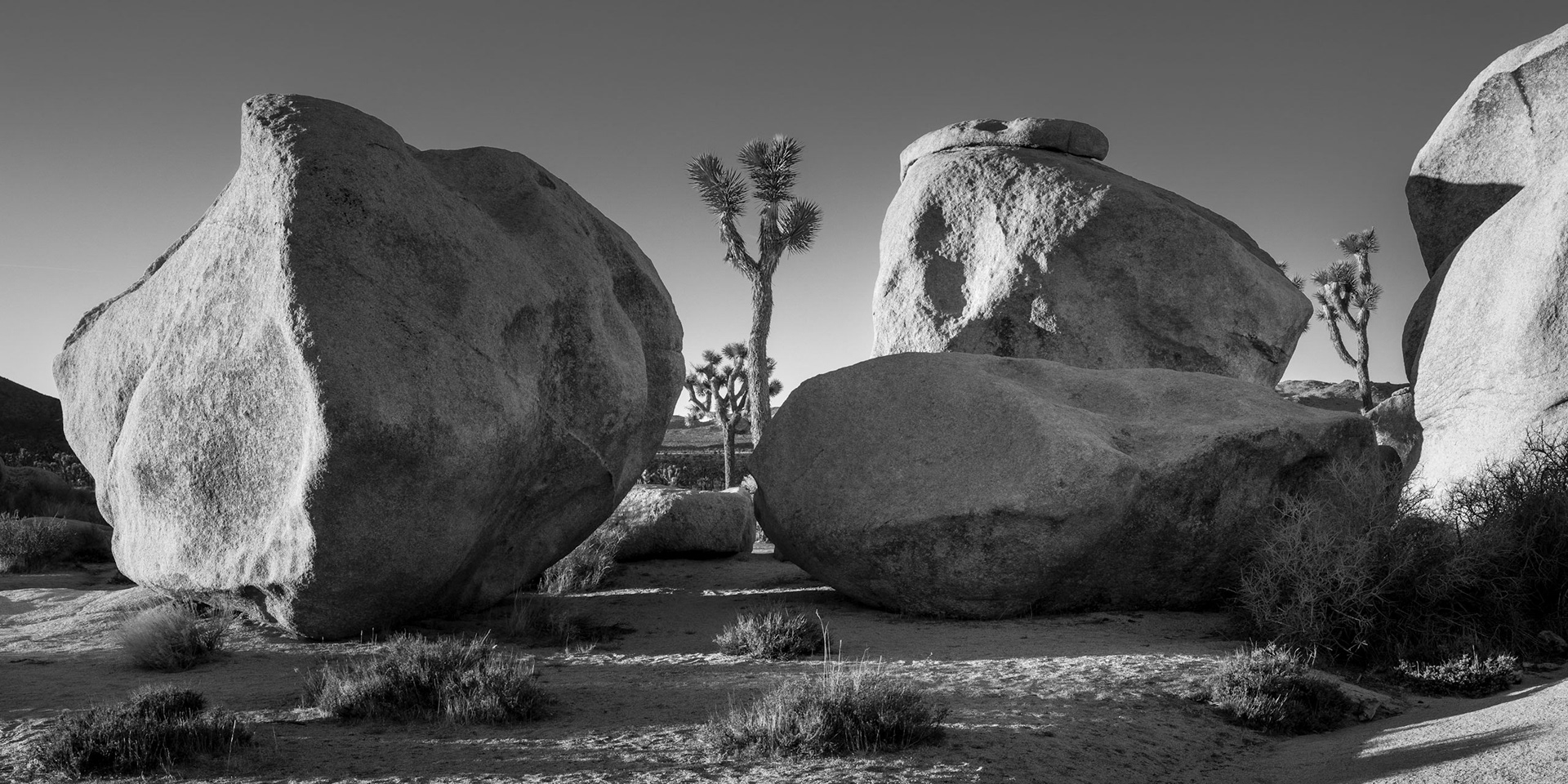 Joshua Tree