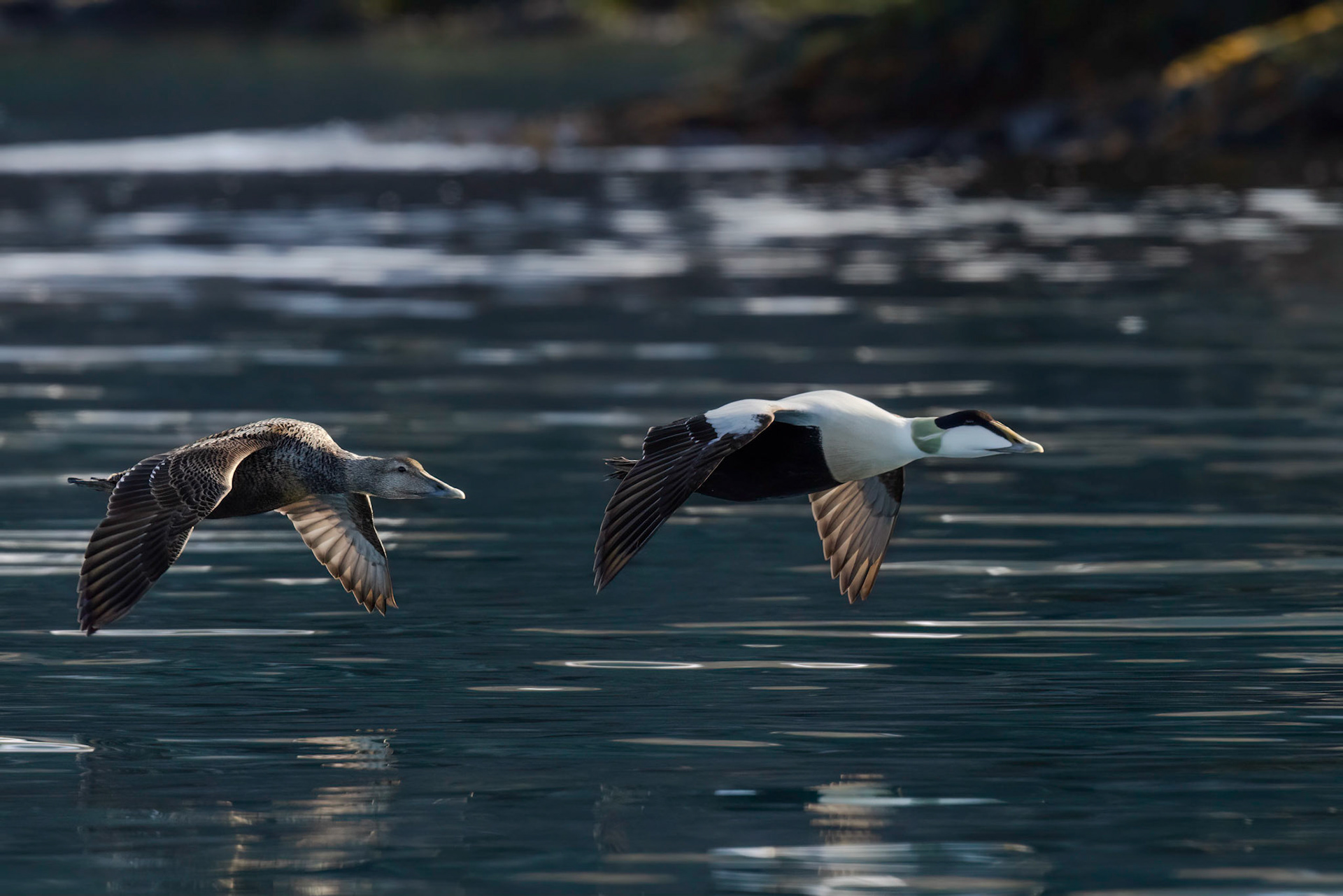 Common Eider